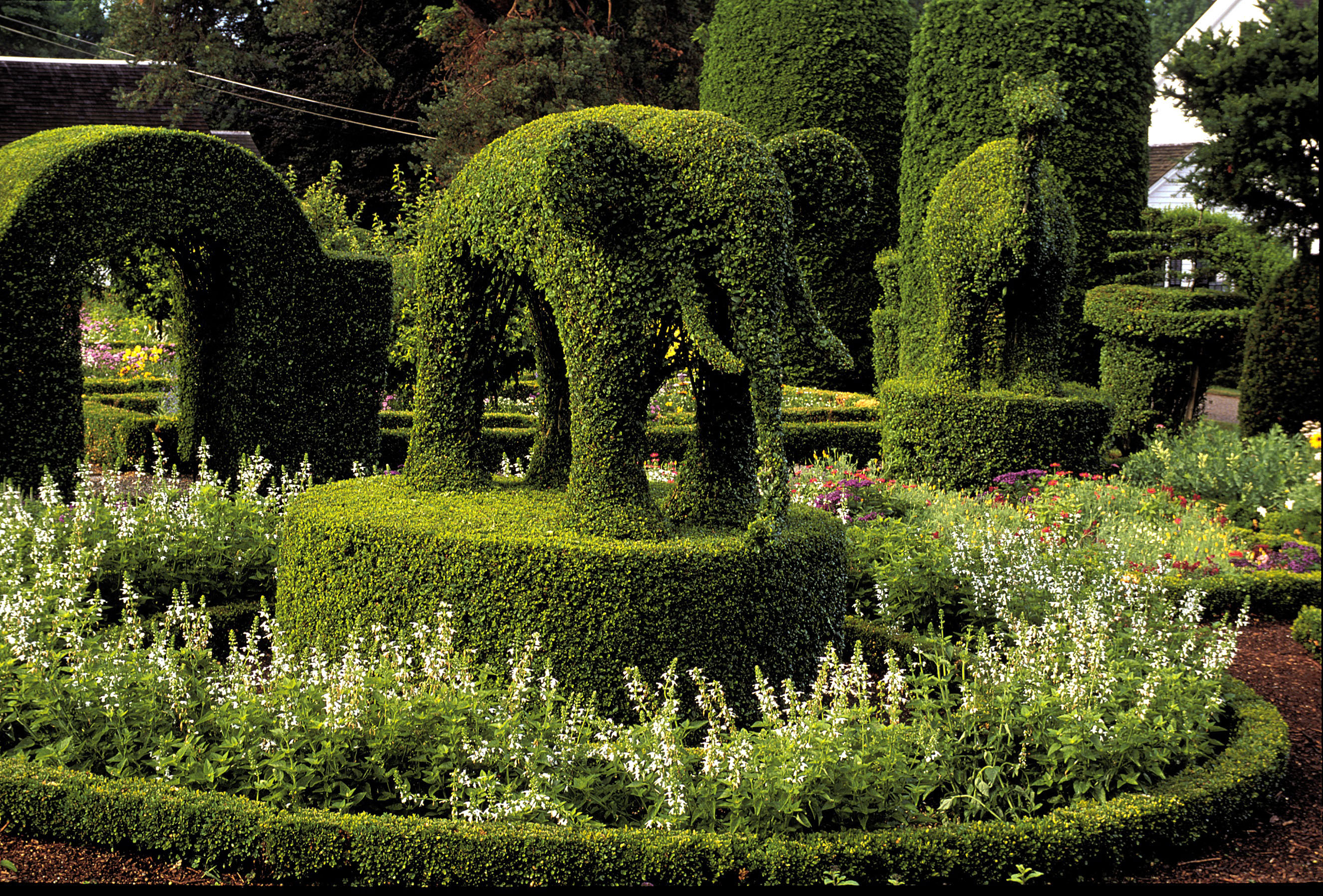 An “elephant” at the Green Animals Topiary Garden in Rhode Island.
