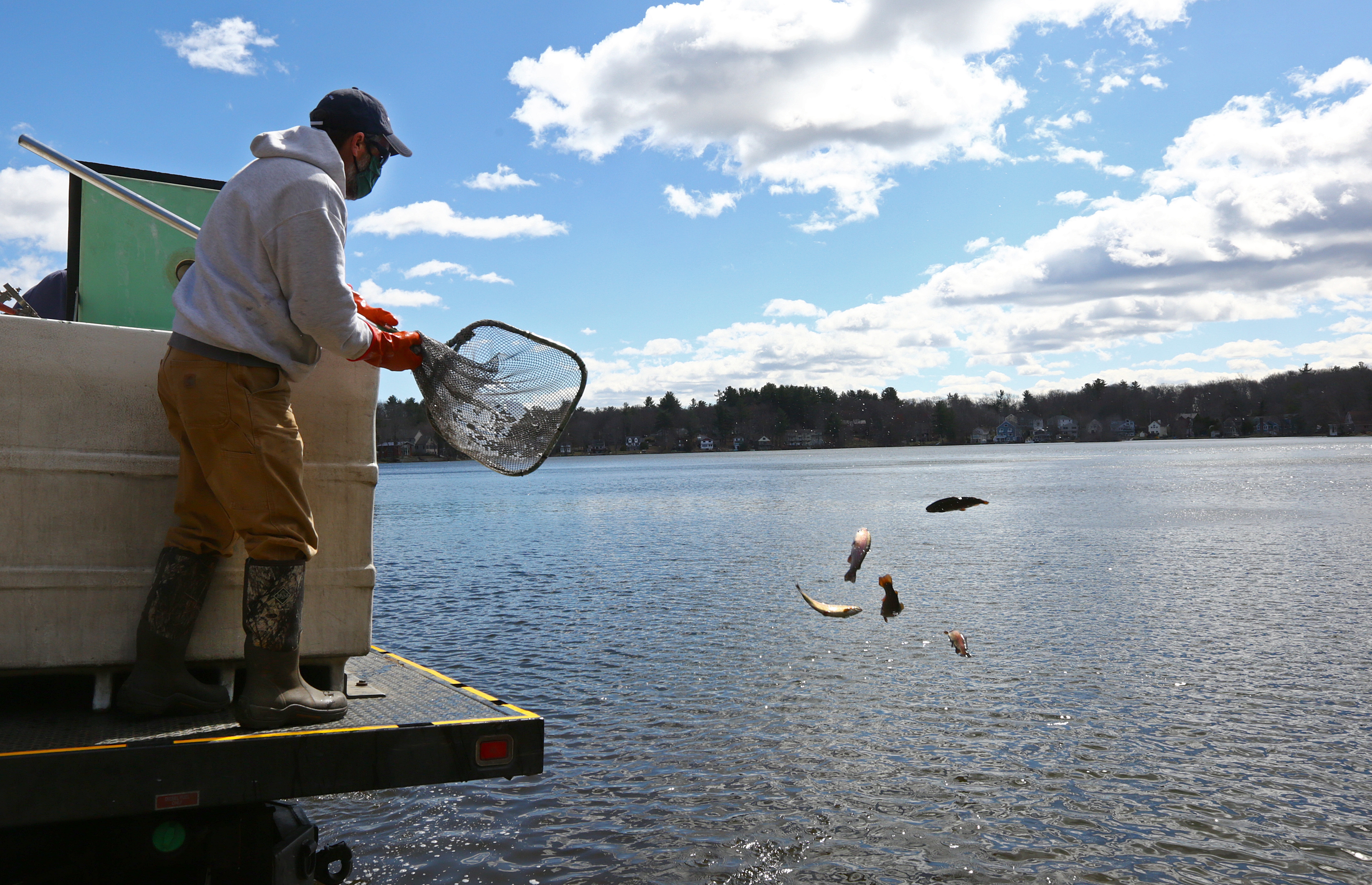 North East District Fisheries manager John Sheedy used a net to toss in some stragglers. He is one of two workers with the Massachusetts Division of Fisheries & Wildlife who released 900 rainbow trout into Forest Lake in Methuen.