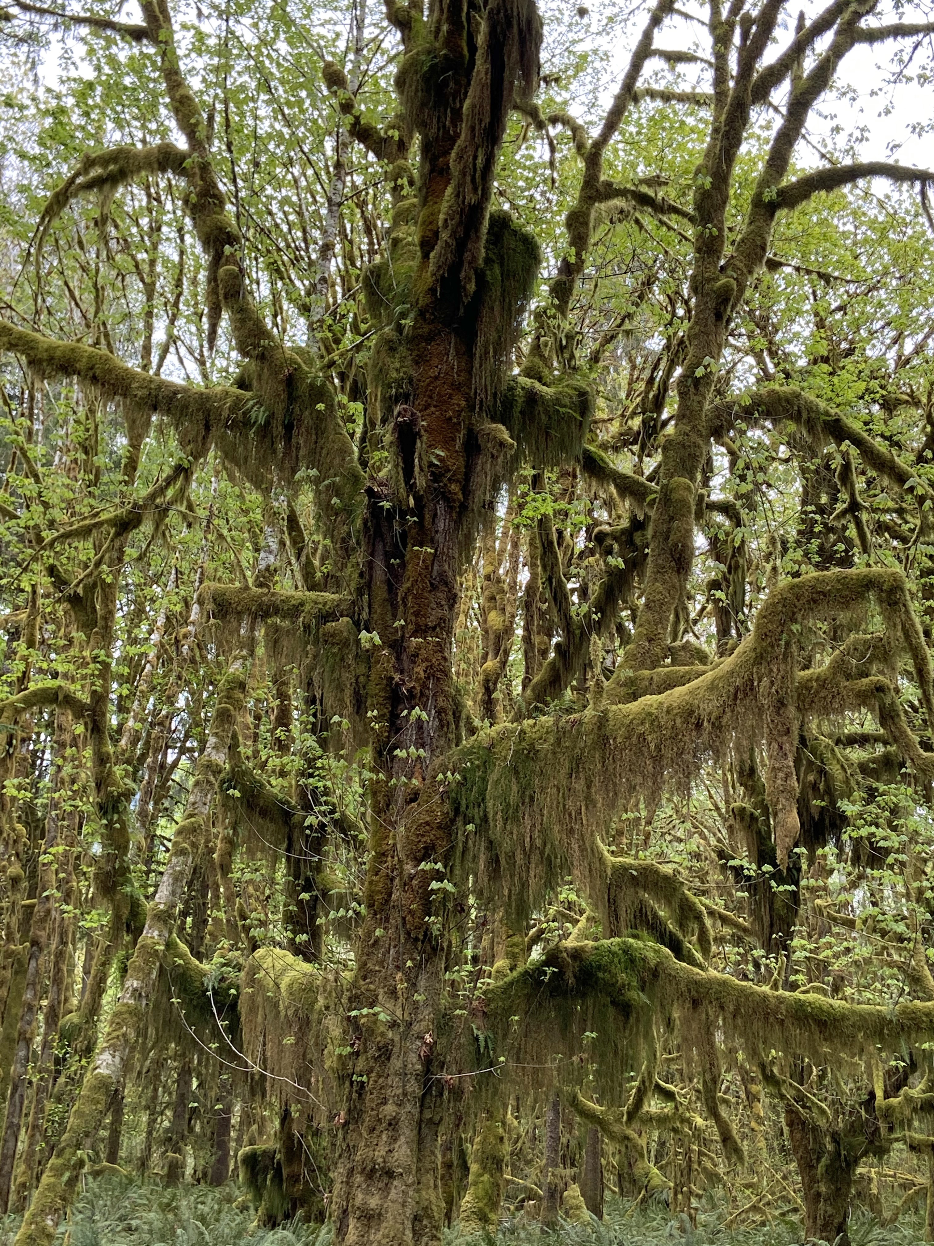 The sculptural trees in the rain forest of the Pacific Northwest are like nothing we’ve ever seen in the East. Get ready to fill up your phone with photos.