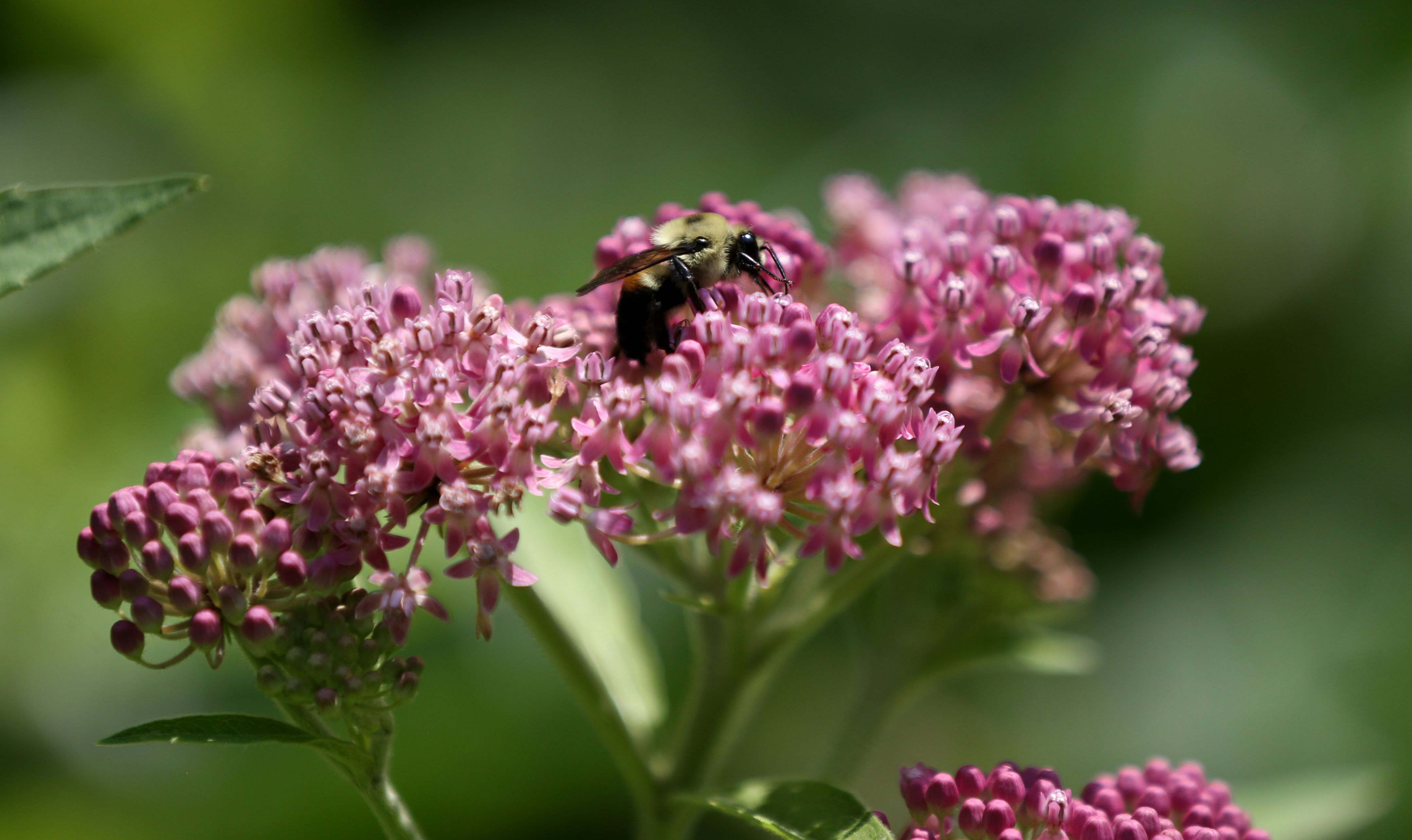 A bumblebee in the garden in the forest.