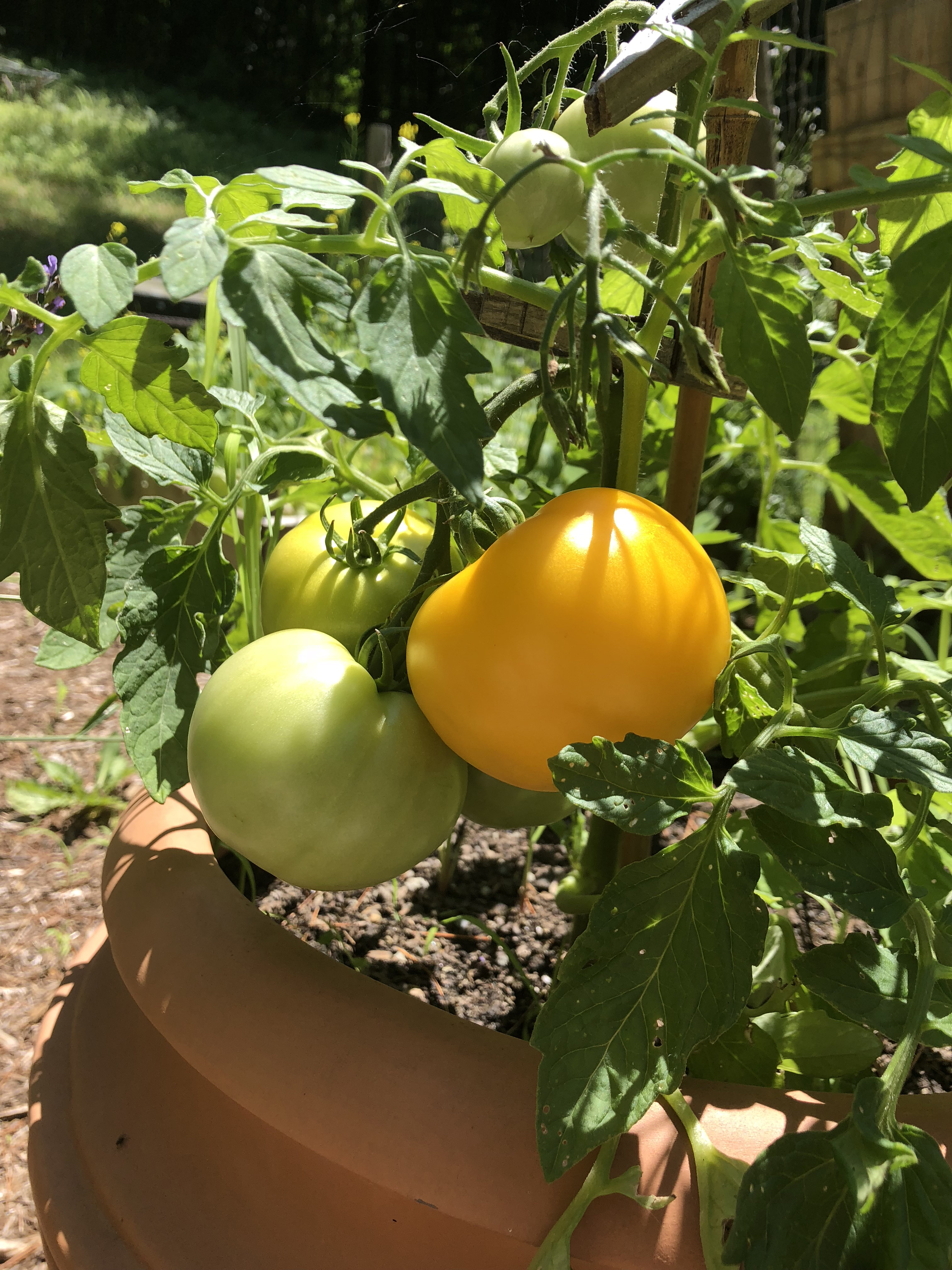 The writer’s first crop of taxi tomatoes.