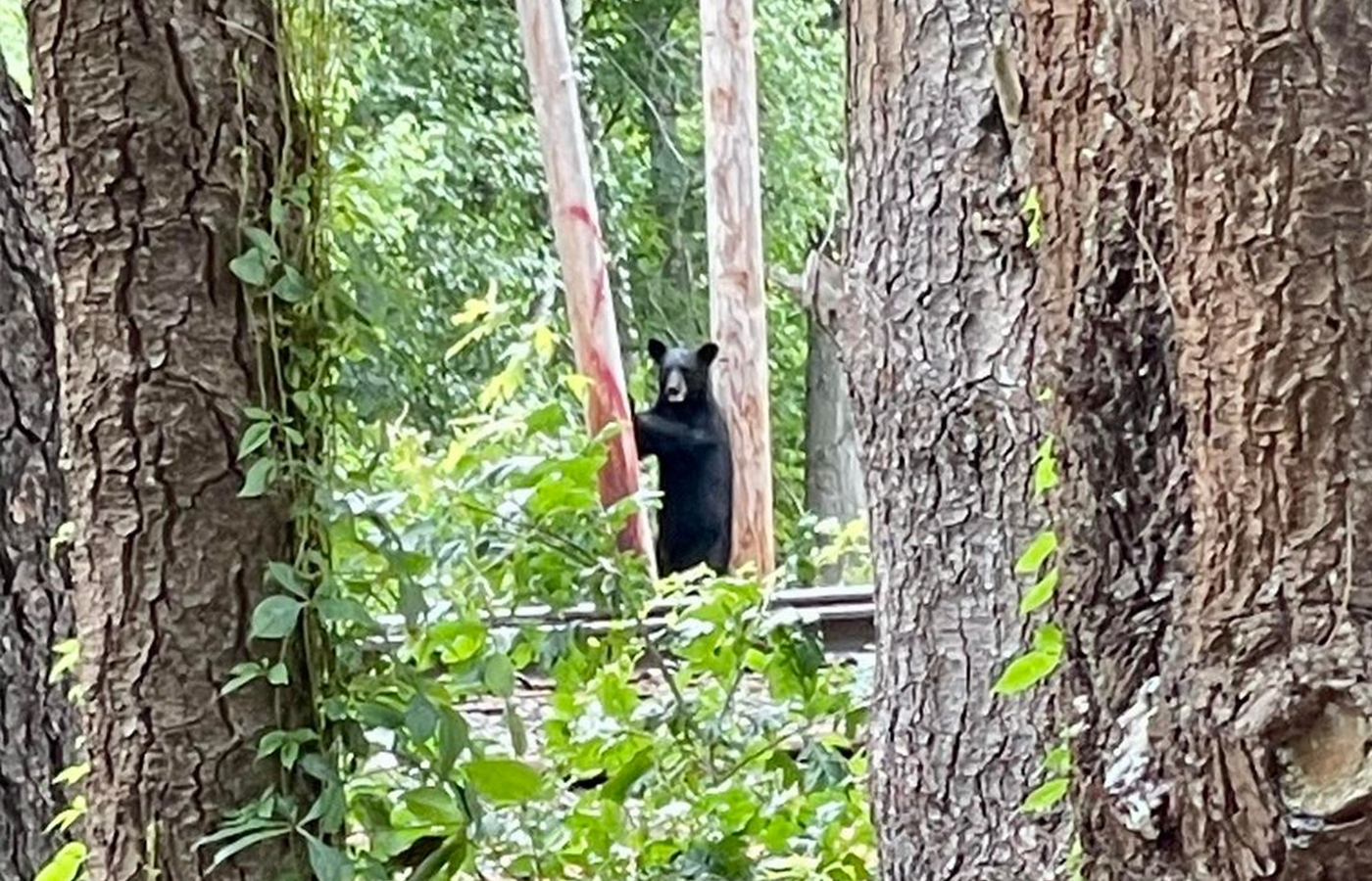 The incredible true story of the bears of Massachusetts - The Boston Globe