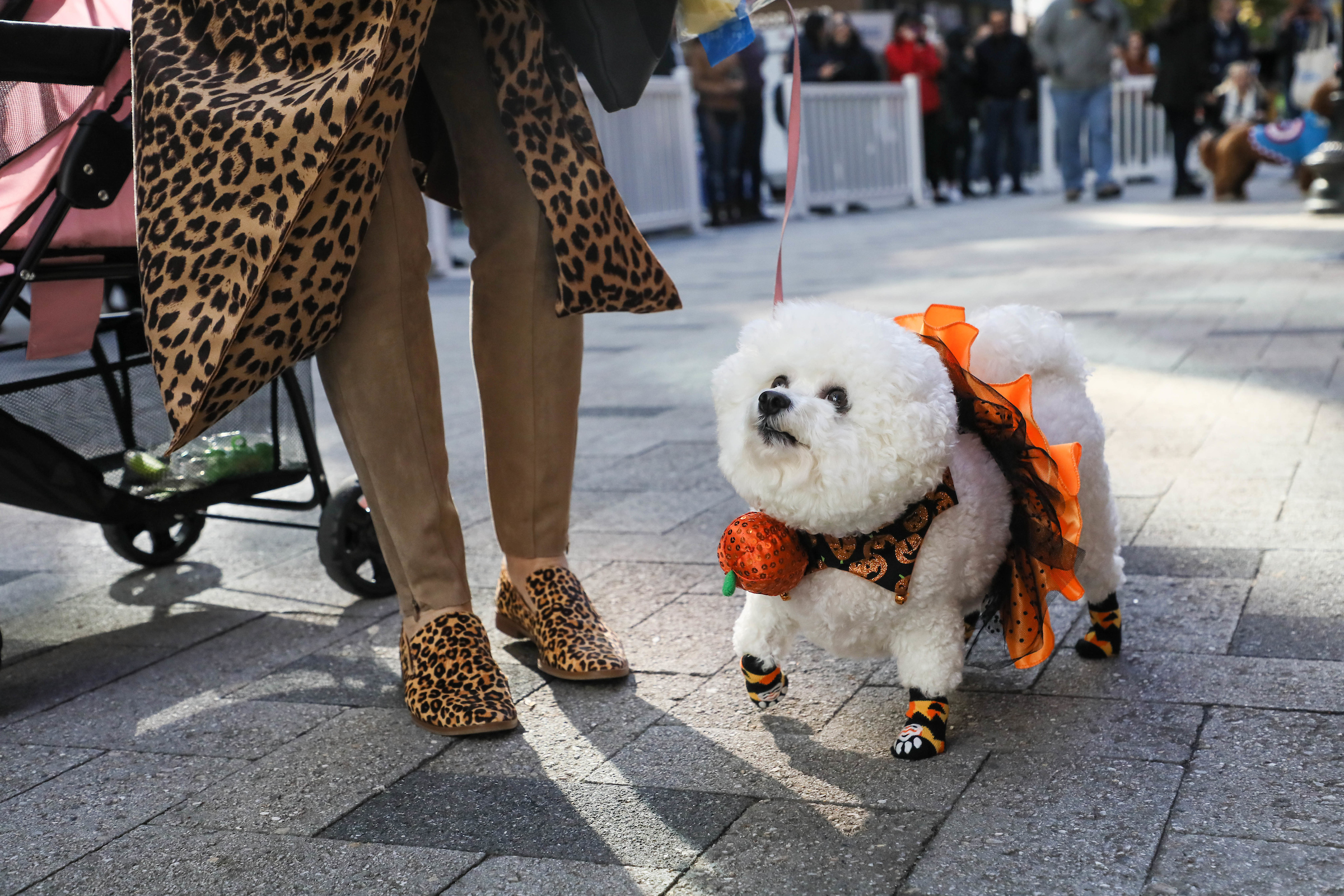 A costume-bedecked dog competed in the Downtown Boston Puppy Parade in 2019.