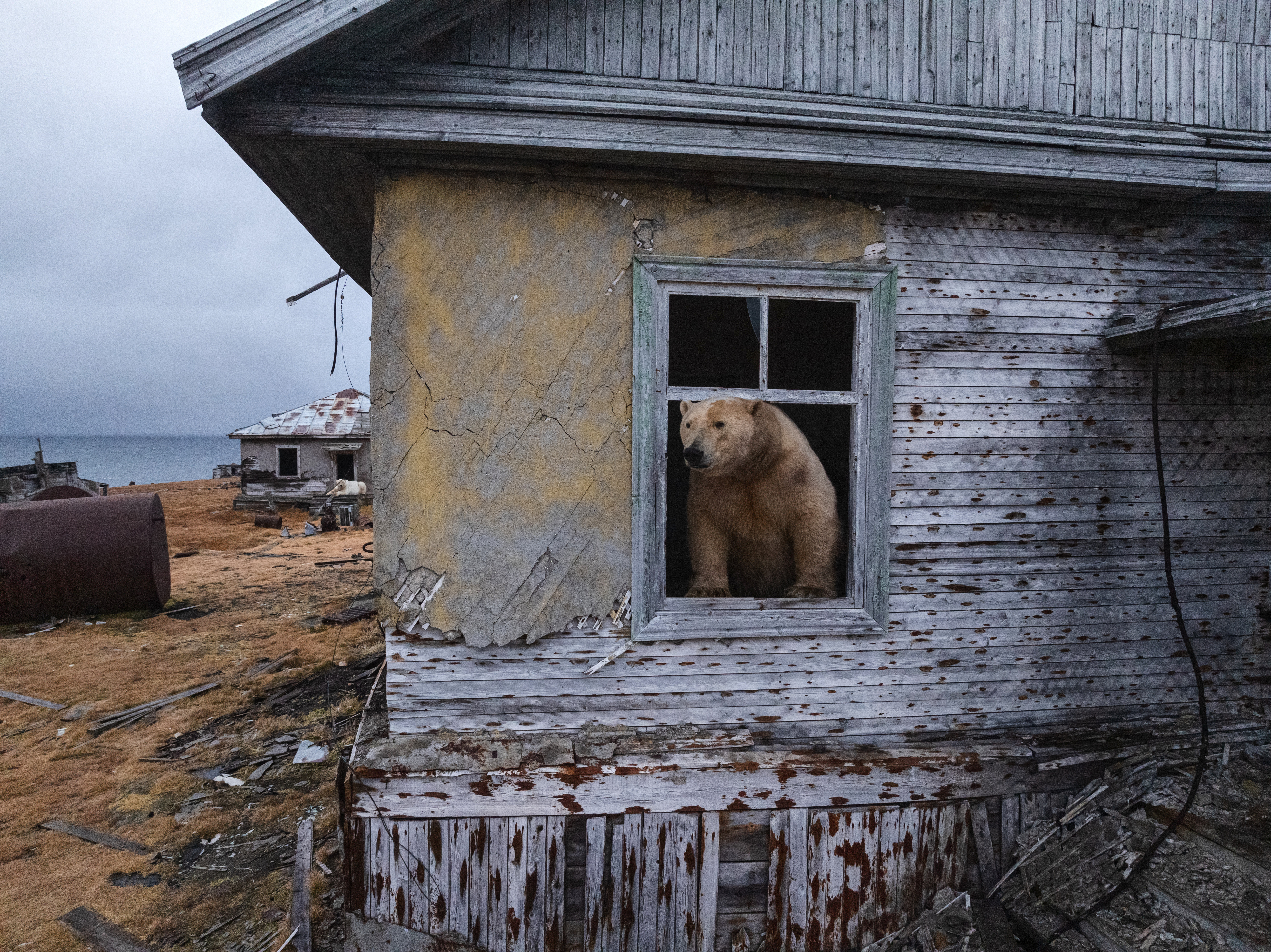 Photos show polar bears chilling at home in abandoned Russian