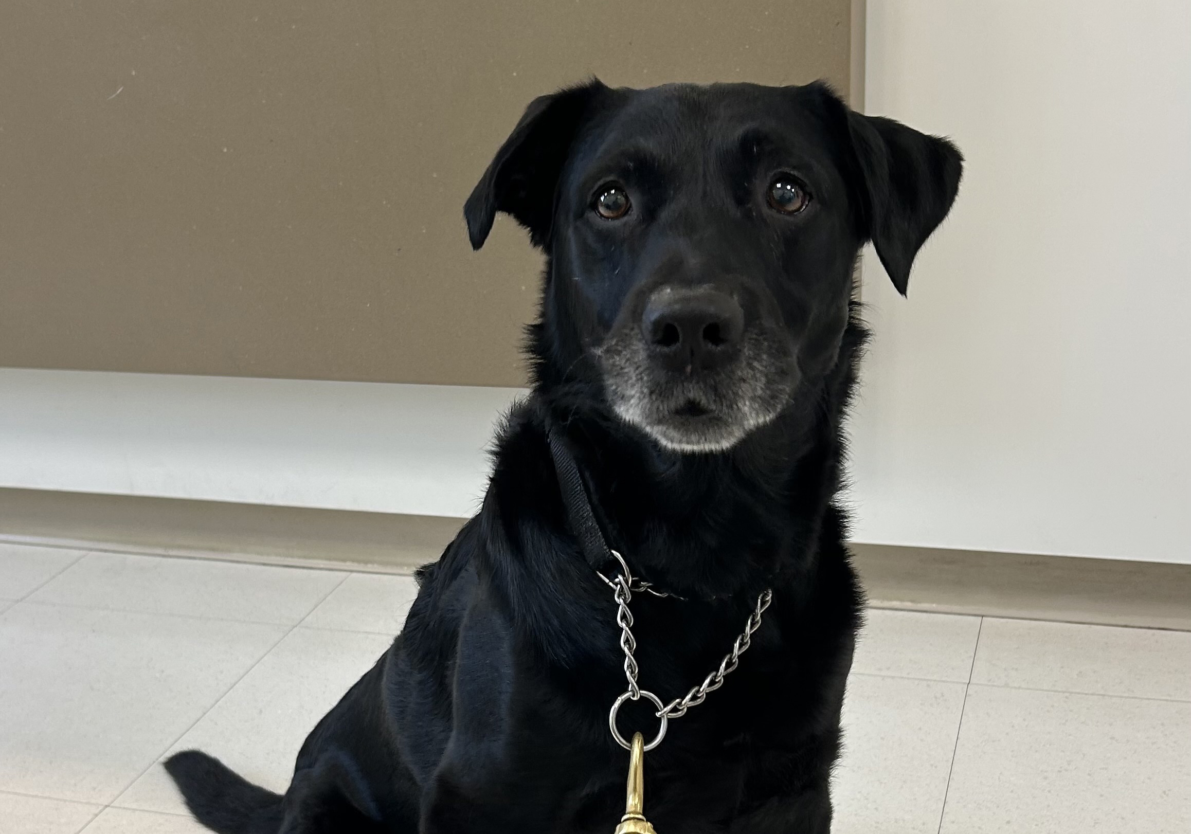 TSA black lab retirement party