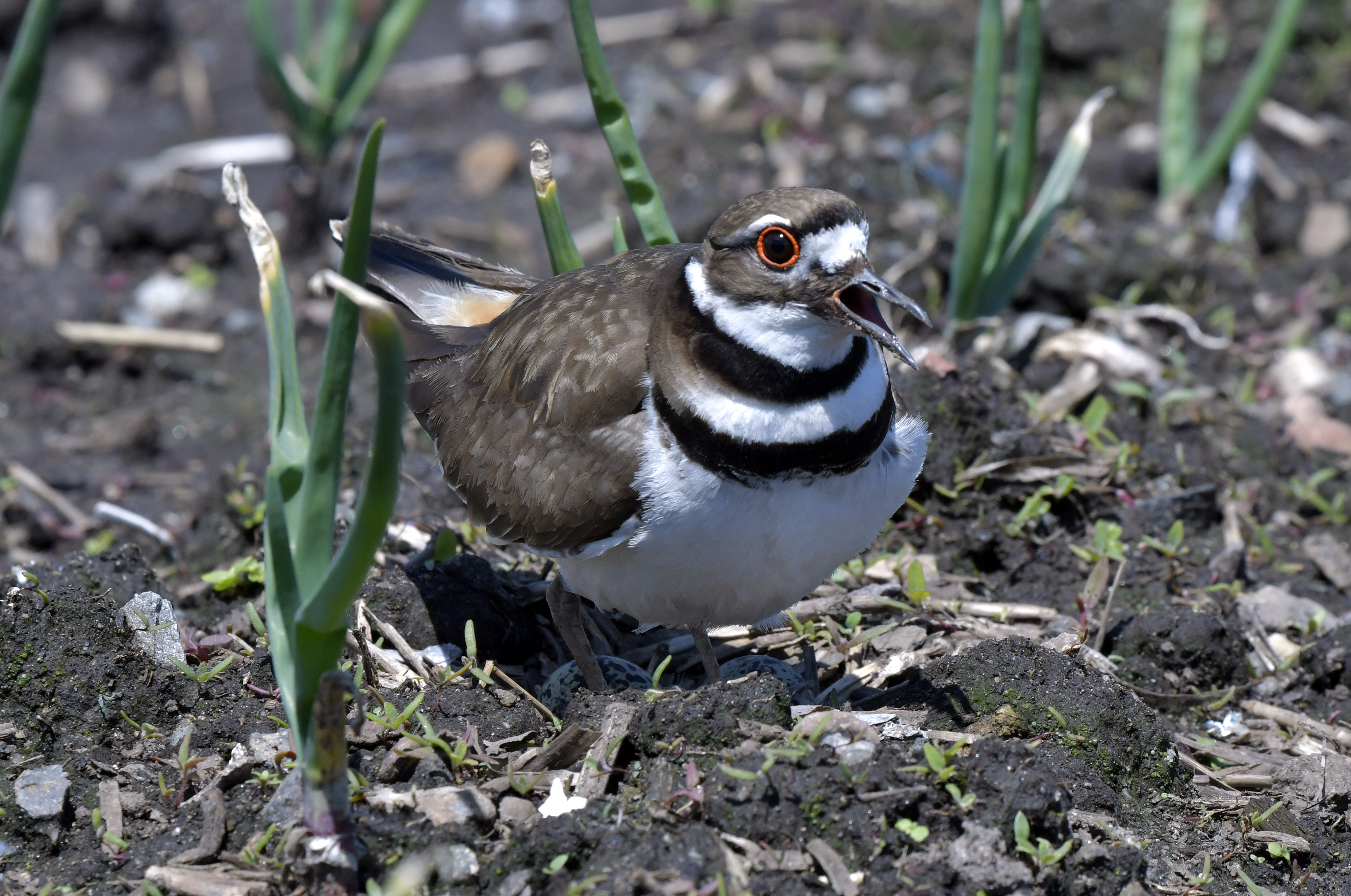 A killdeer attempted to attract the attention of farmers planting onions near its nest in a field at White Gate Farm in Dracut.