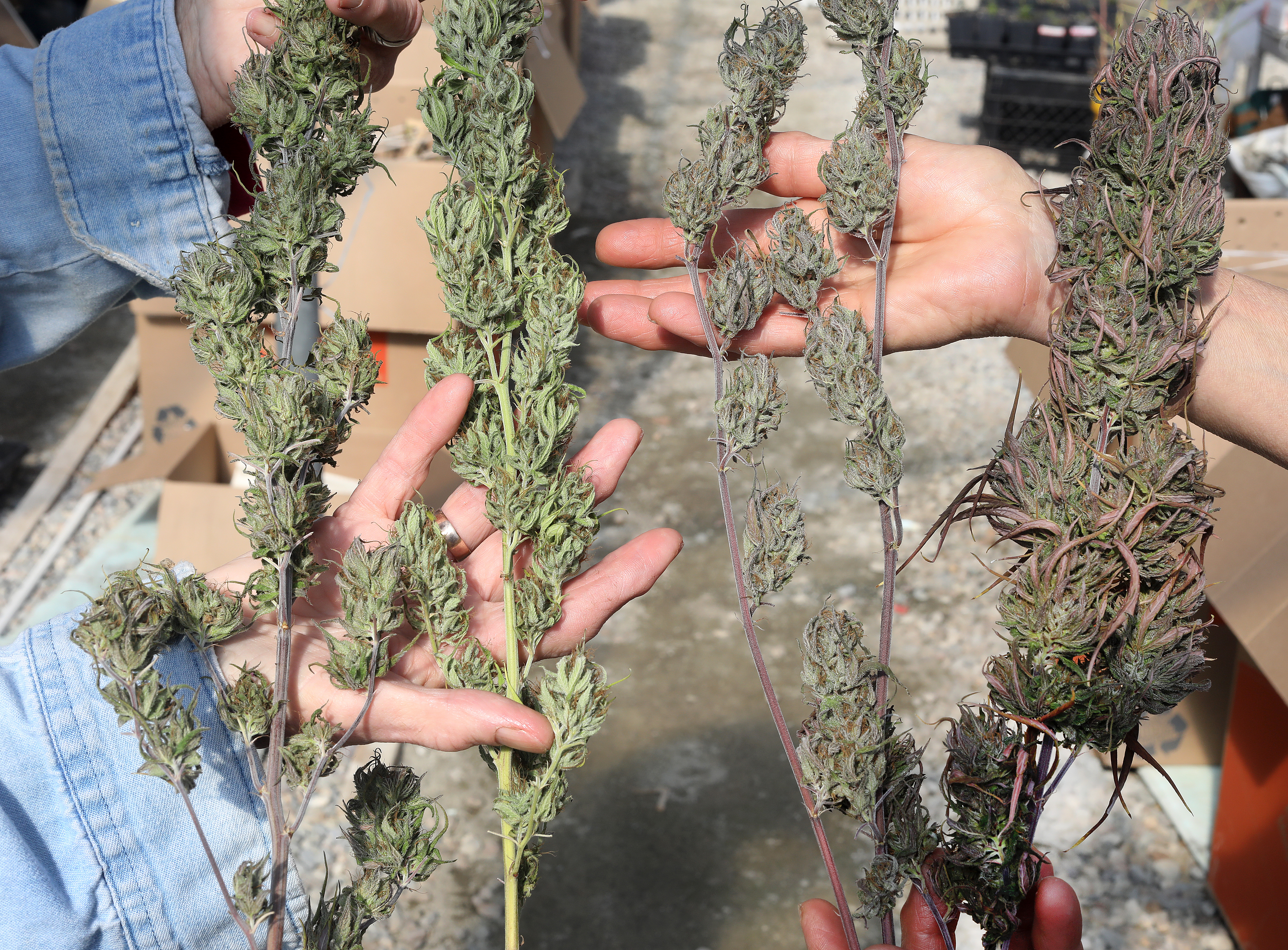Farmers showed off different varieties of hemp, a non-intoxicating component of marijuana, at Terrapin Farm in Franklin in 2019.