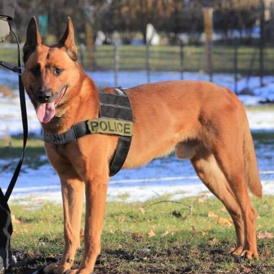 Braintree police dog K-9 Kitt, who was killed on duty June 4, 2021. (photo from Braintree PD Twitter)