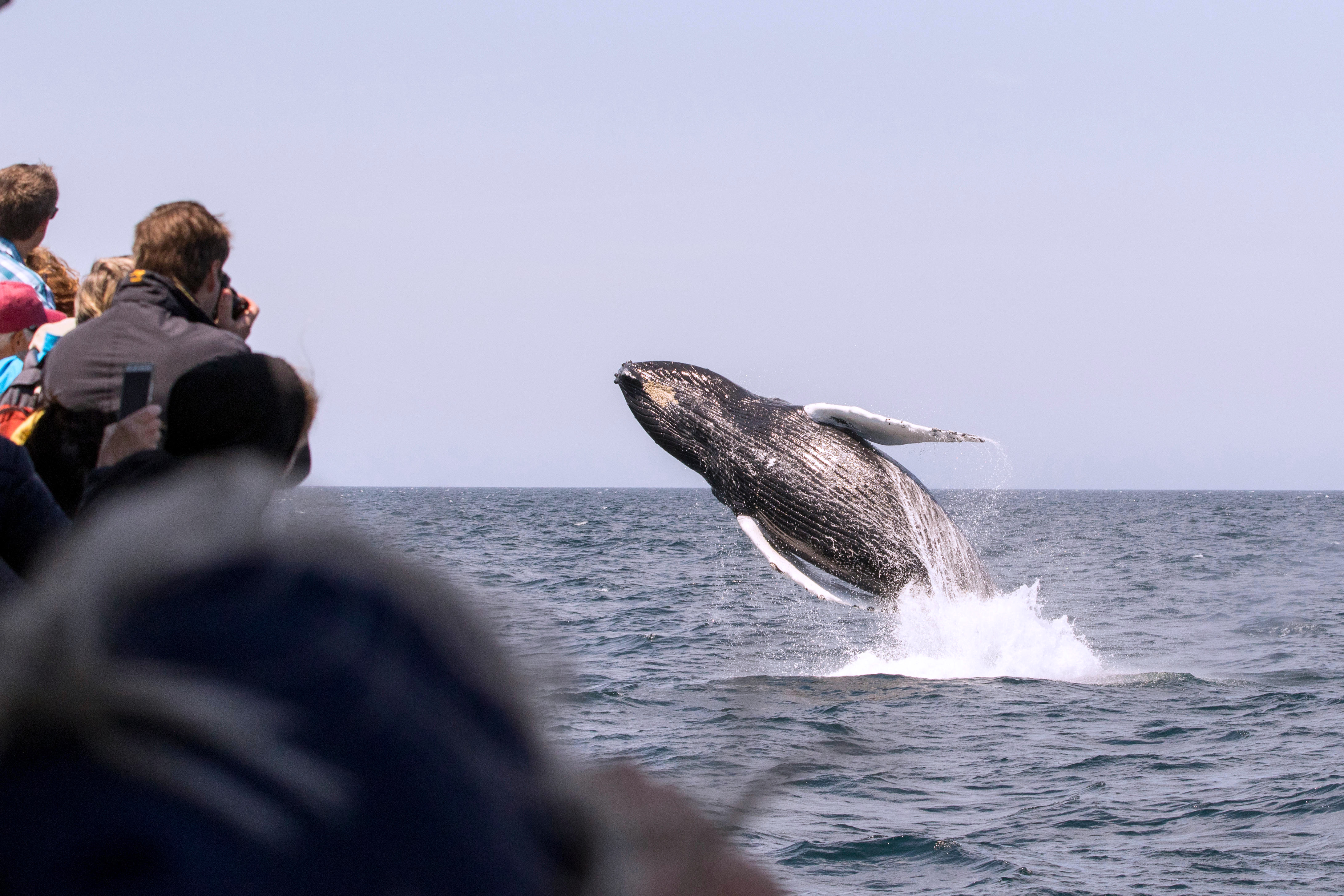 Passengers on a whale-watching boat watch as a humpback whale breaches the water off Cape Cod.