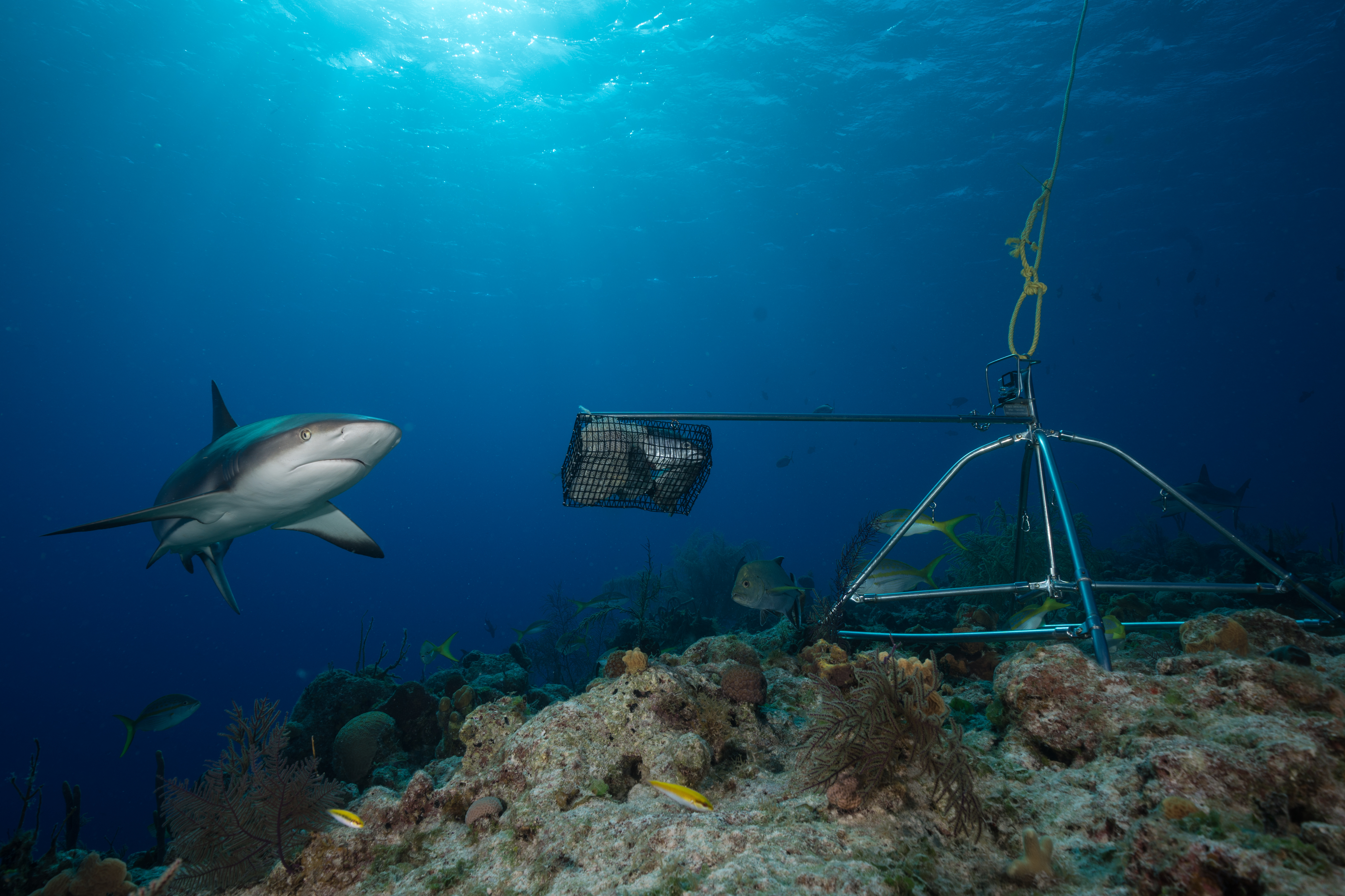 How does overfishing affect sharks and rays? - Save Our Seas Foundation