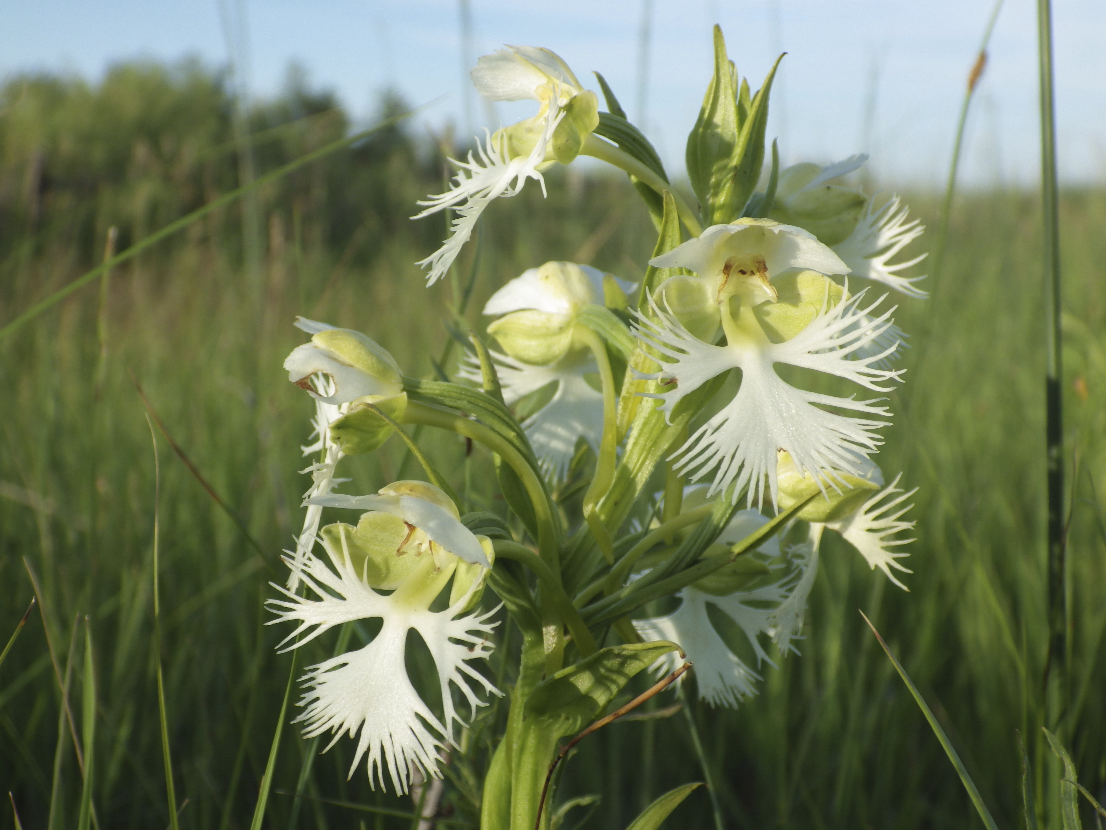 A rare orchid survives on a few tracts of prairie. Researchers