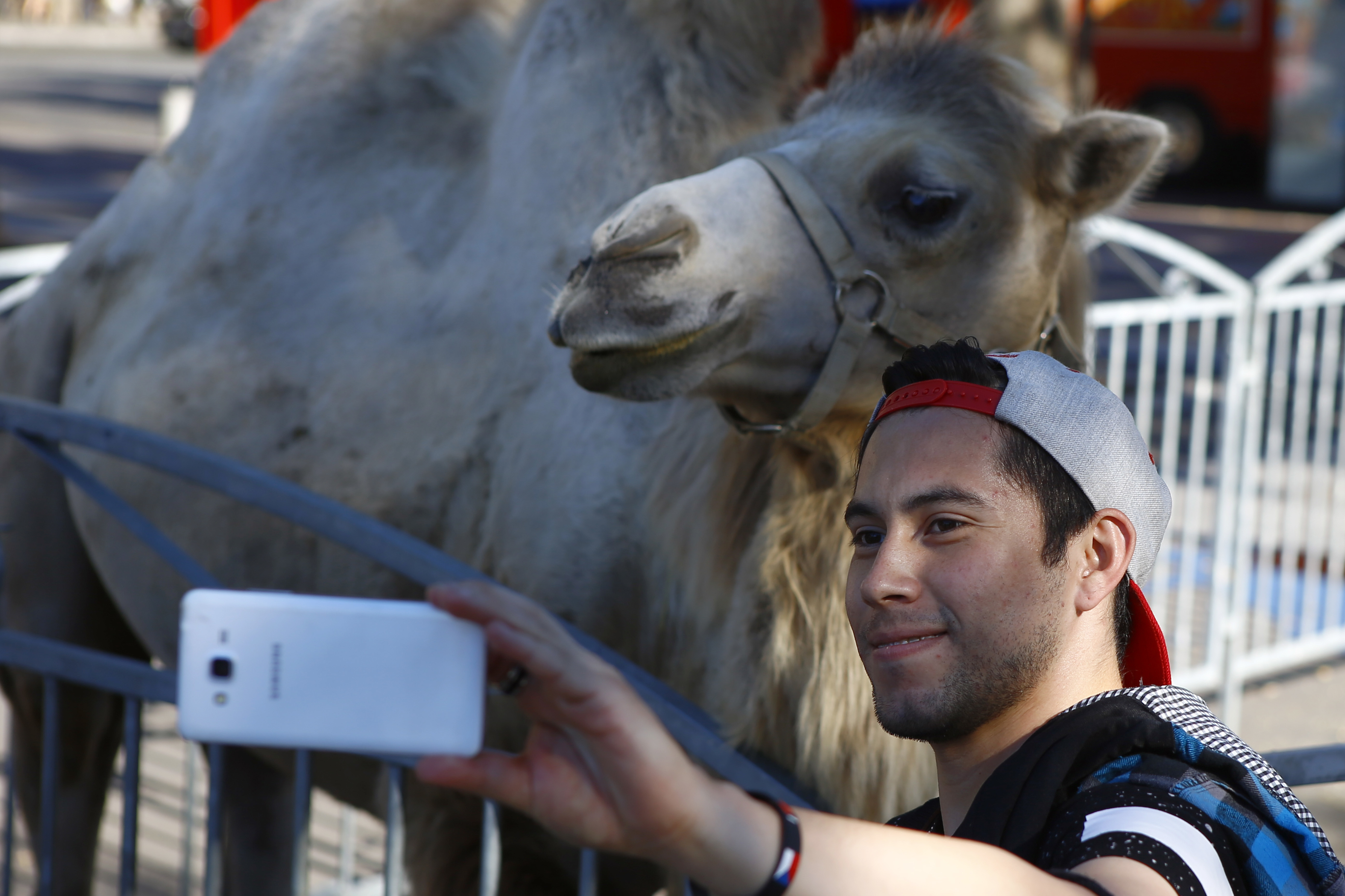 In this Sept. 7, 2016, file photo, a visitor takes a selfie with a camel during a circus performance at Bastille square in Paris. France's environment minister announced Tuesday Sept. 29, 2020, a gradual ban in the coming years on the use of wild animals in traveling circuses and on keeping in captivity dolphins and killer whales.