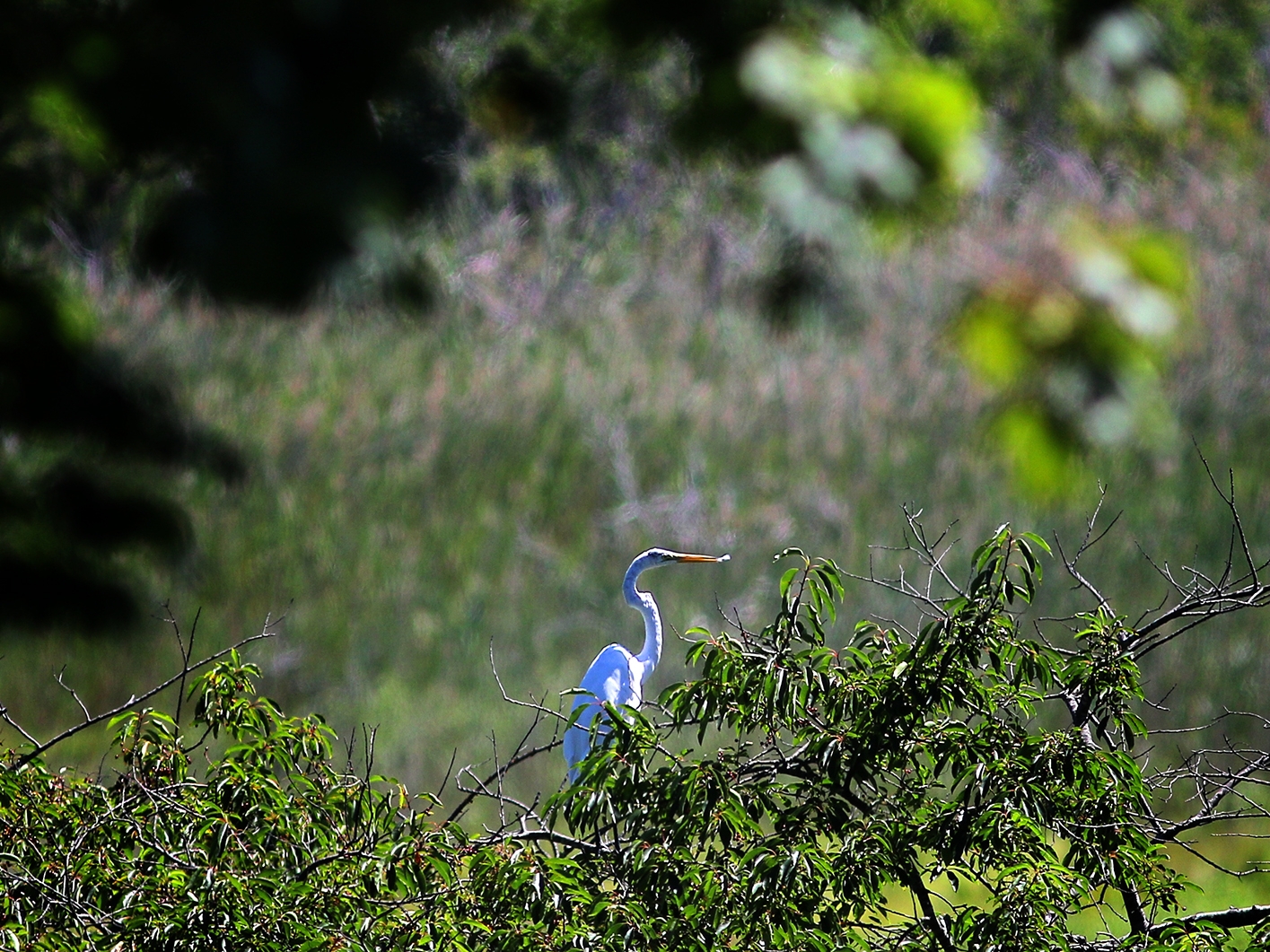 An shore bird rested in the trees in the Great Marsh.