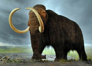 Replica of a woolly mammoth (Mammuthus primigenius) in the Royal BC Museum in Victoria, British Columbia.