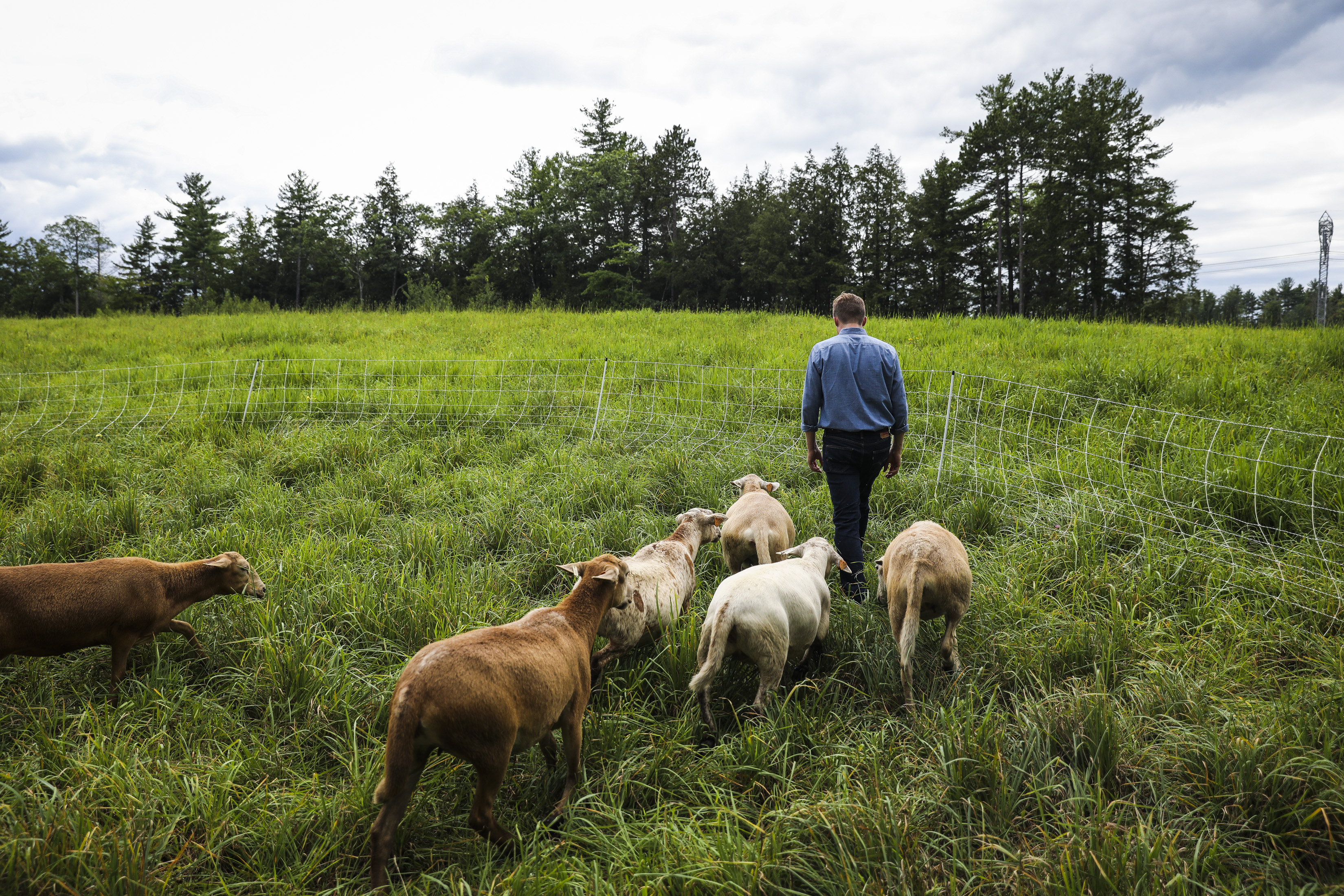 Boston startup partners with Instacart to bring grass-fed beef to