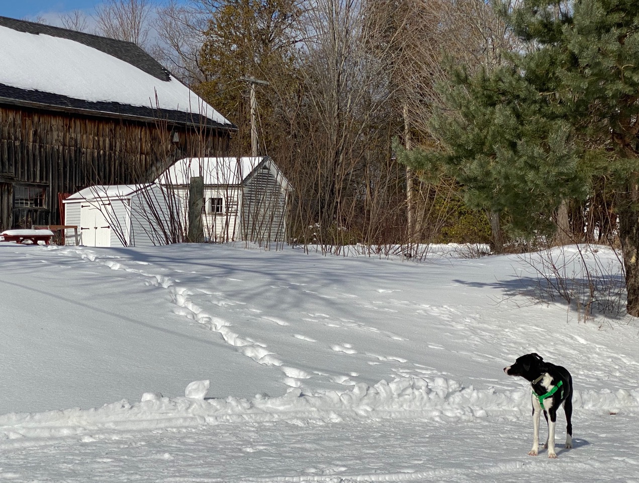 Where to have fun with your dog around Boston - The Boston Globe