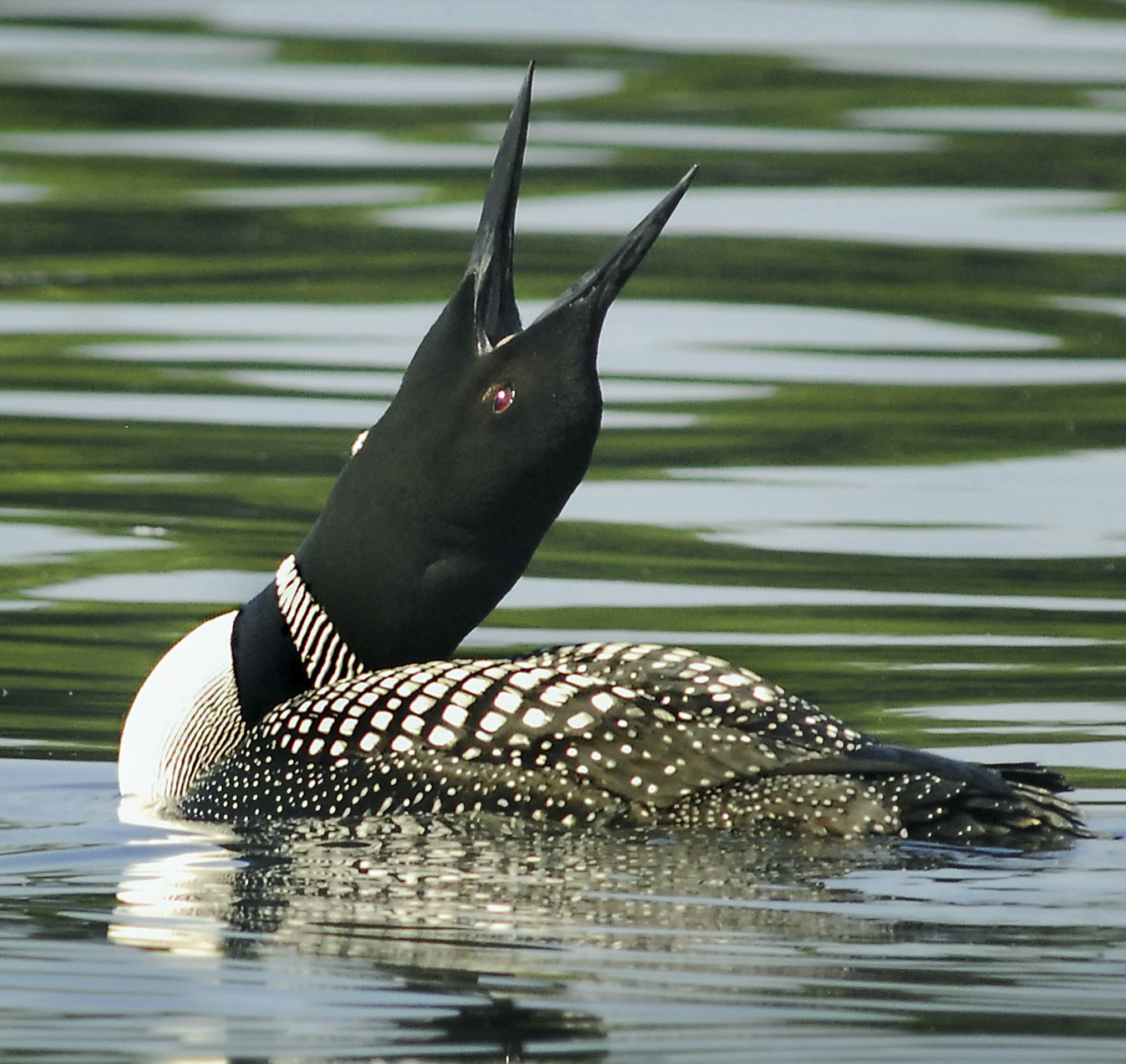 Its red eye gleaming in the summer sun, a common loon stretches on Squam Lake.