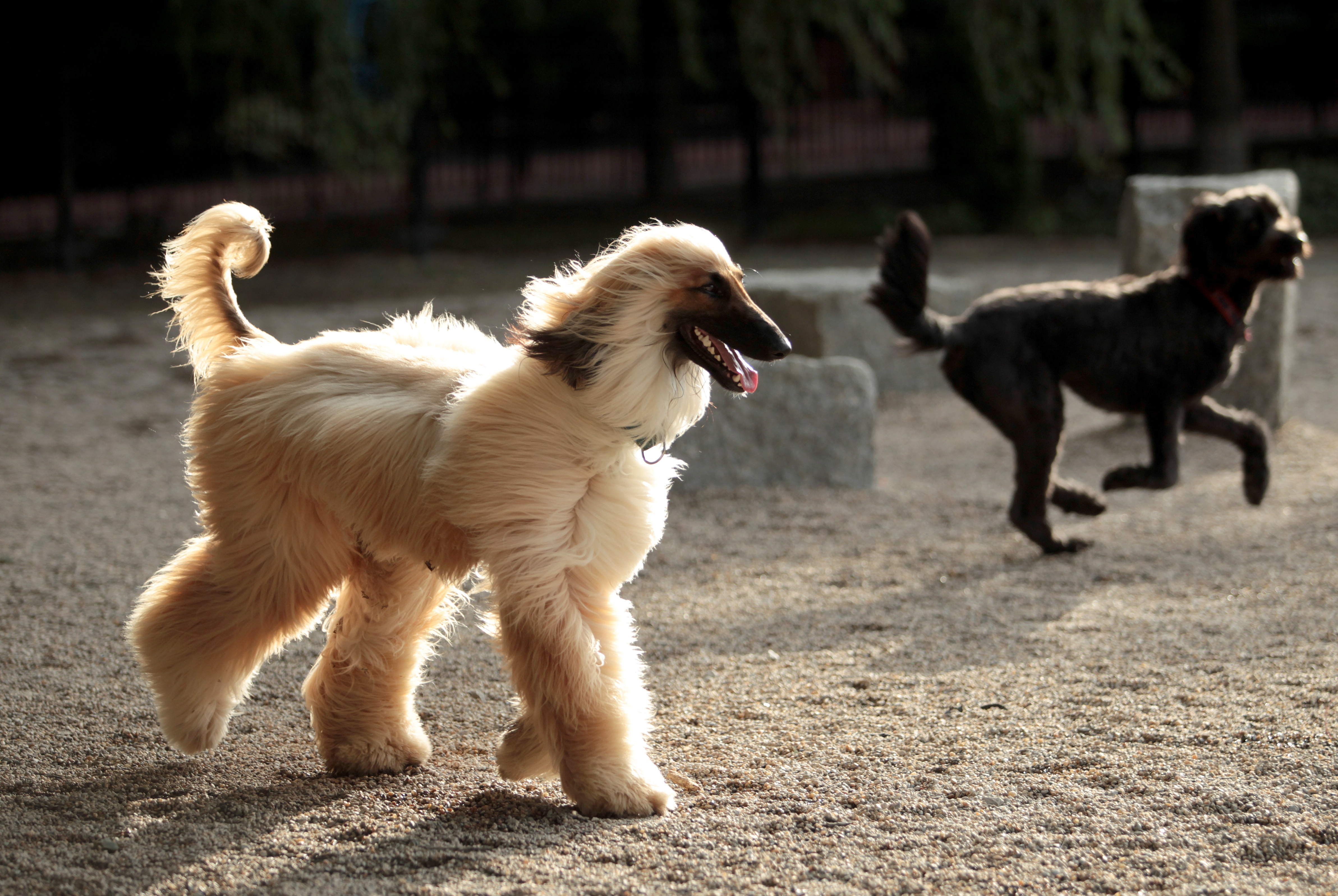 Dogs cavort around the Joe Wex Dog Recreation Space at Peters Park in the South End in 2011.