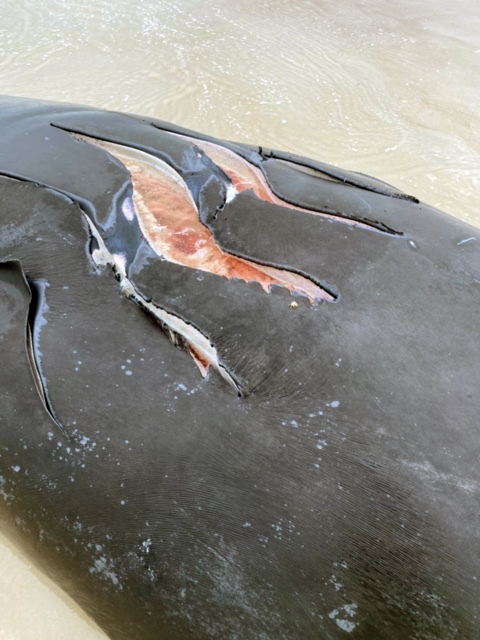 A baby right whale washed ashore at Anastasia State Park near St. Augustine, Fla., last month. (Anastasia State Park via AP)