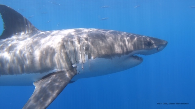 We’re gonna need a bigger state: Great white sharks are detected off Block Island - The Boston Globe