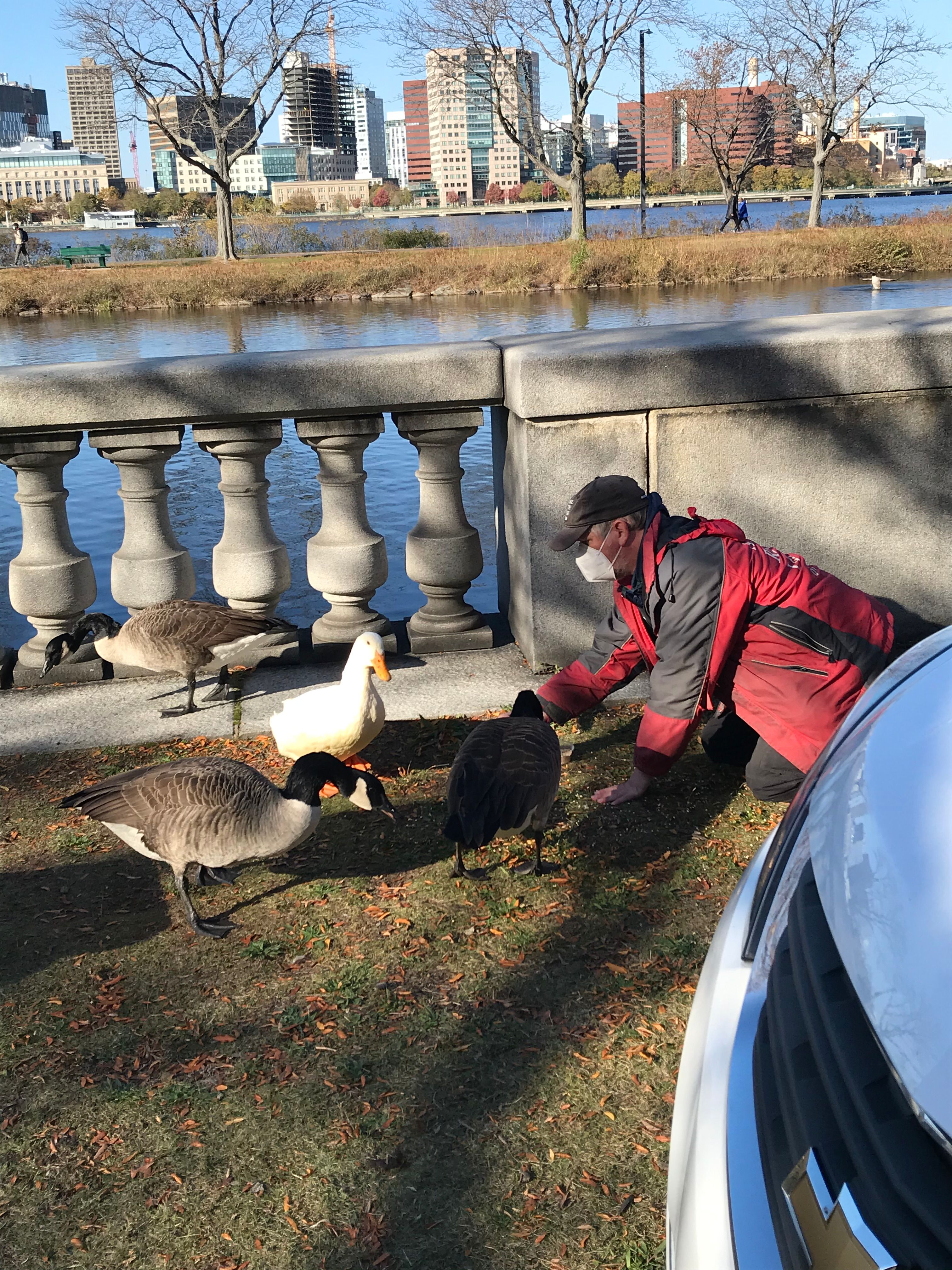 "Essie," the domestic duck that mysteriously arrived on the Charles River Esplanade this summer, was captured by the Animal Rescue League of Boston and is now up for adoption.
