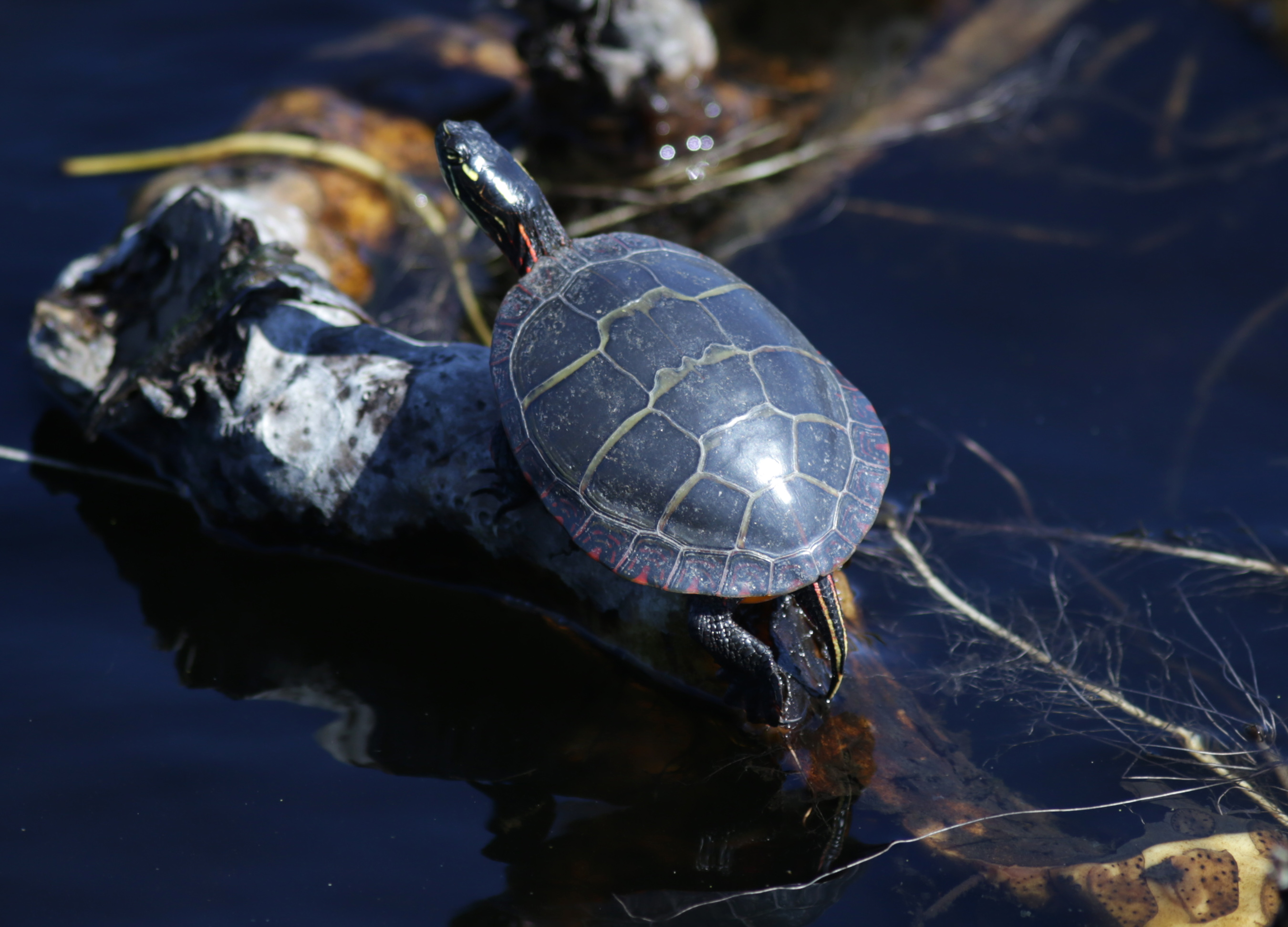 A turtle was spotted from the boardwalk this week at Stony Brook Wildlife Sanctuary.