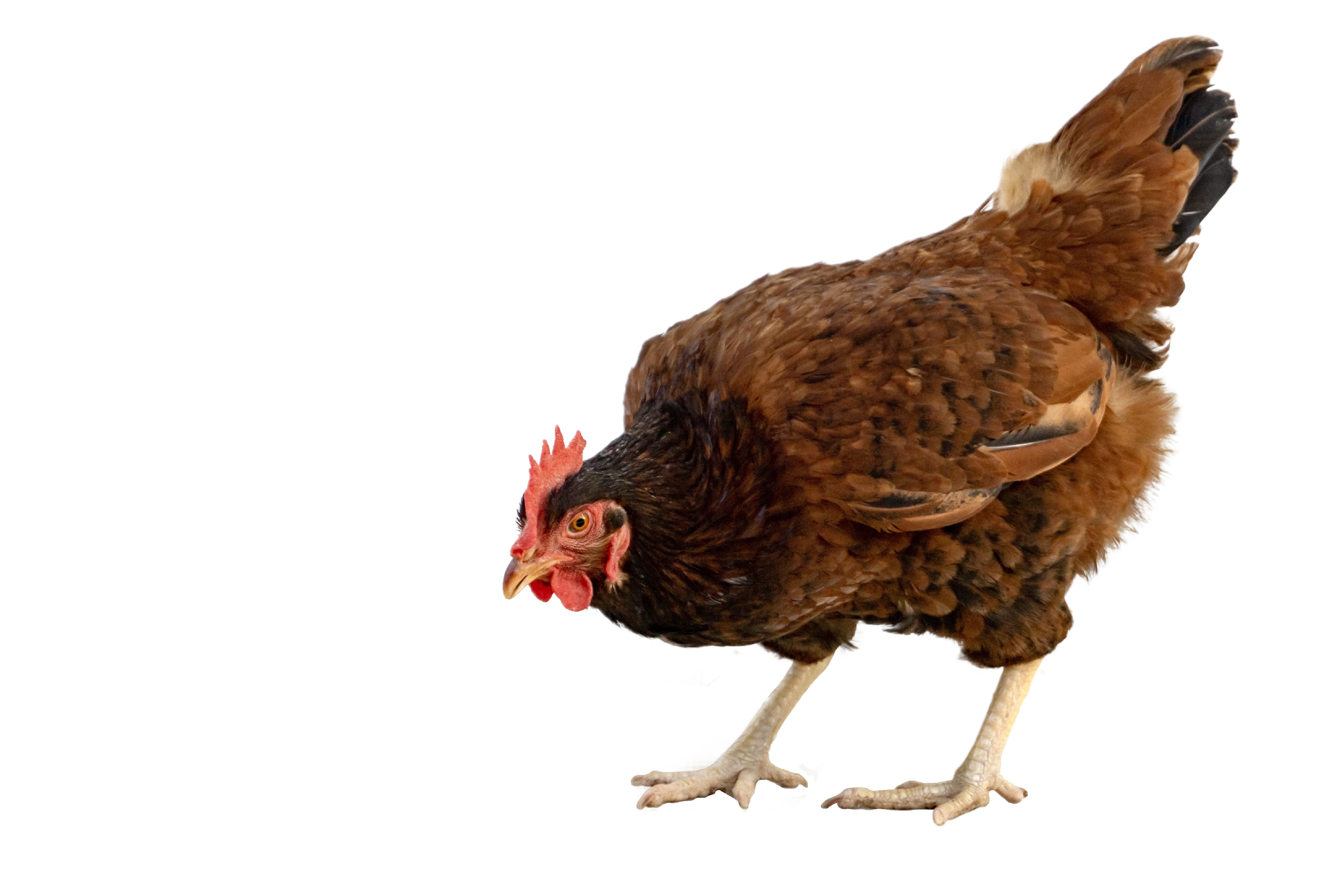 A Rhode Island Red chicken.
