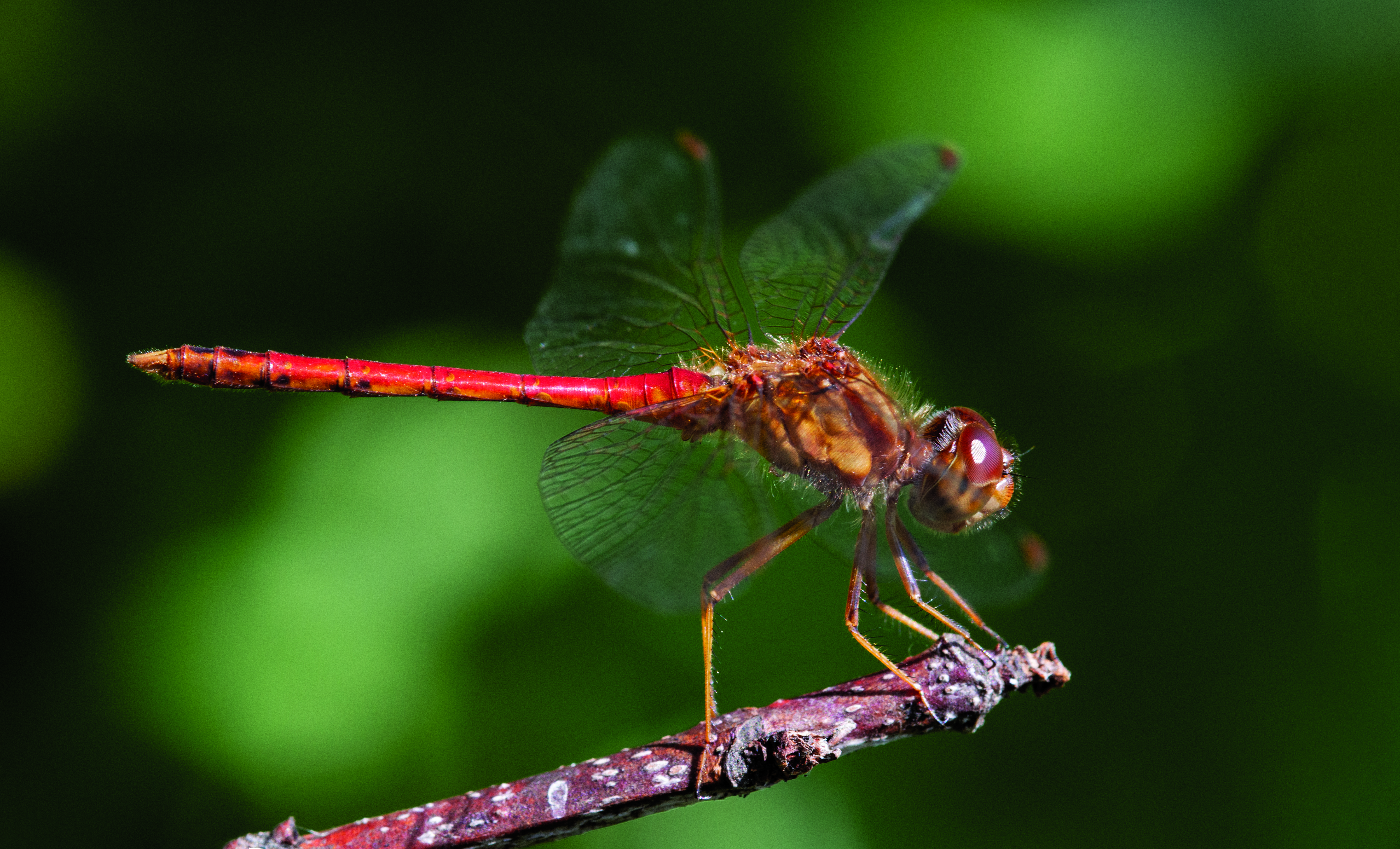 An autumn meadowhawk perched beside a pond in Vermont.