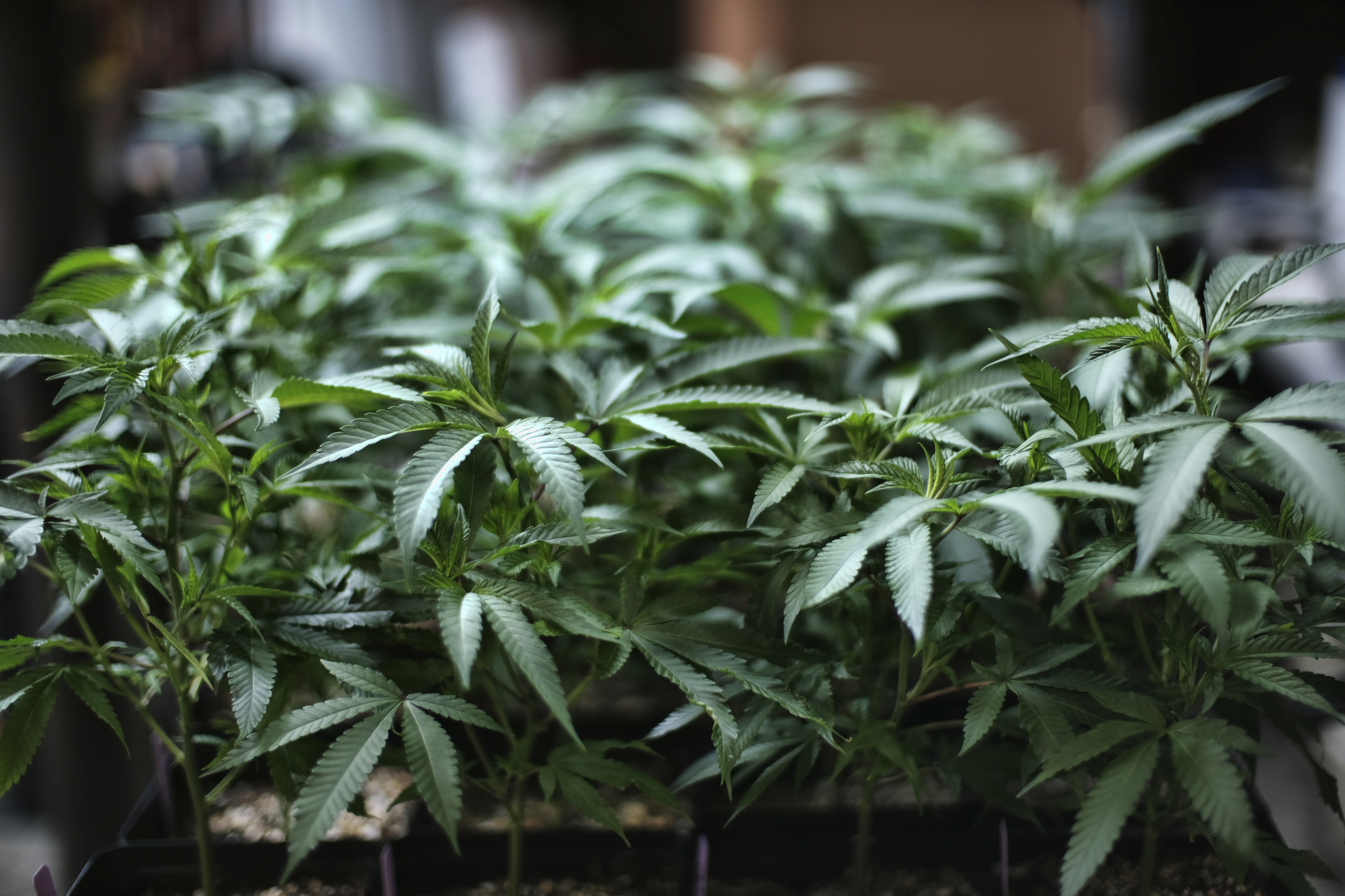 bostonglobe.com - Edward Fitzpatrick - Coming soon to a college in Rhode Island: Cannabis 101