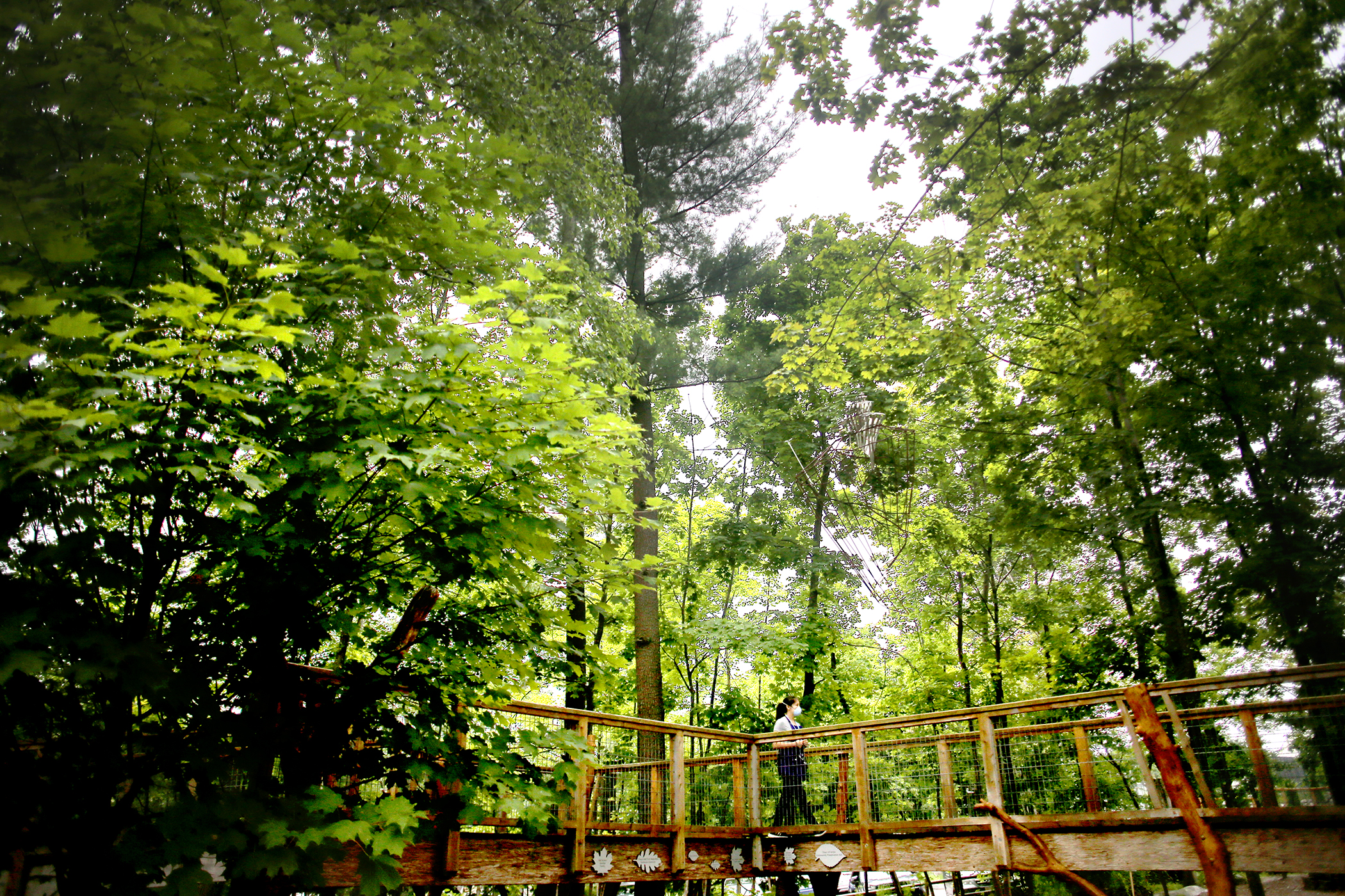 A staff member walks on the bridge from the treehouse at the Discovery Museum.