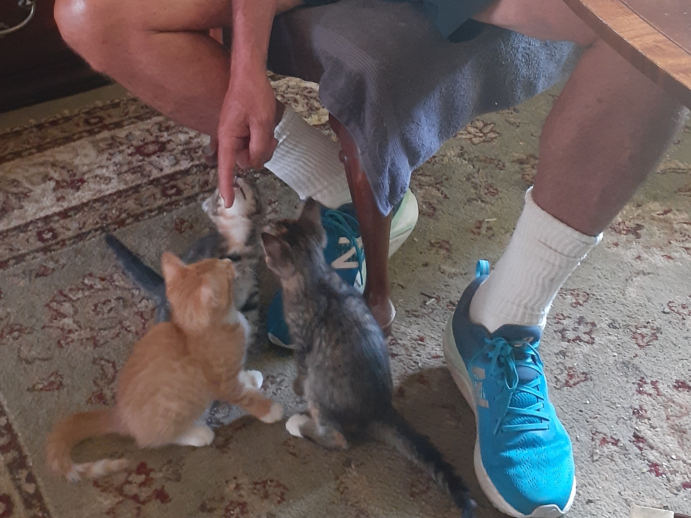 fostering feral kittens