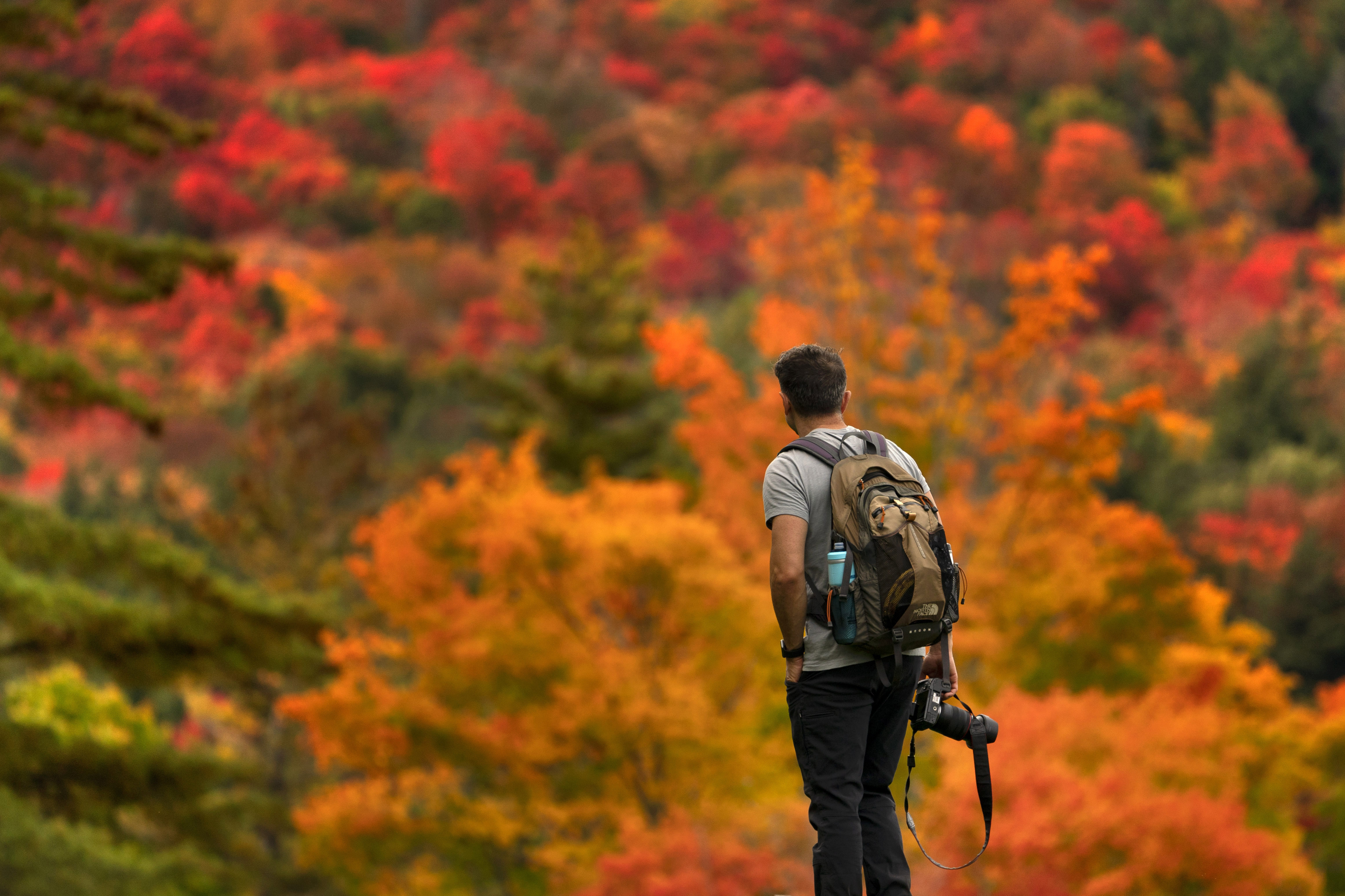 Gorkan Telci, of Southborough, Mass., pauses to consider where to aim his camera while photographing fall foliage on the eastern slope of Lower Wolfjaw Mountain in the Adirondacks,
