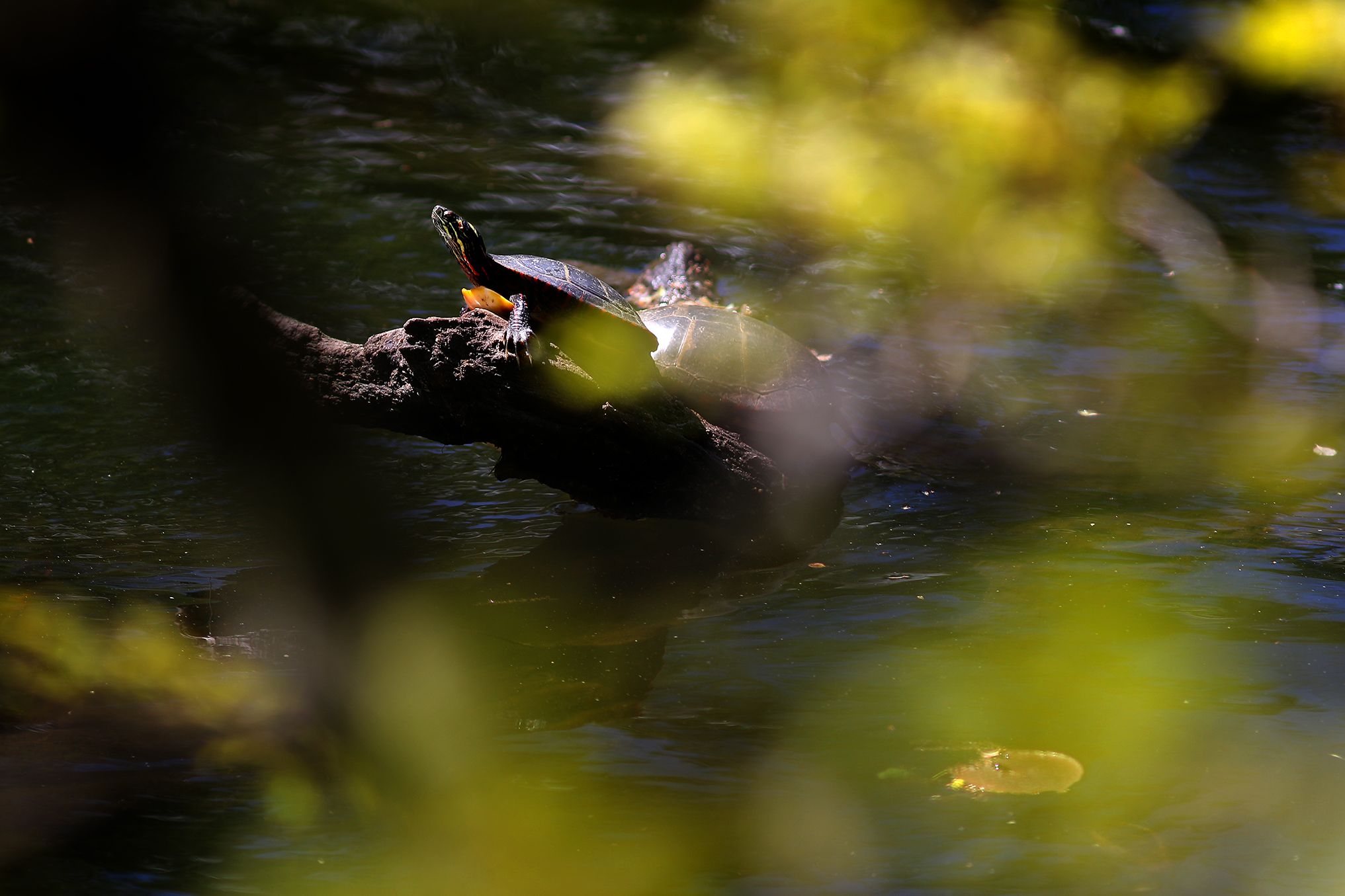 Turtles basked in the sun near the banks of the Mystic River in Medford.
