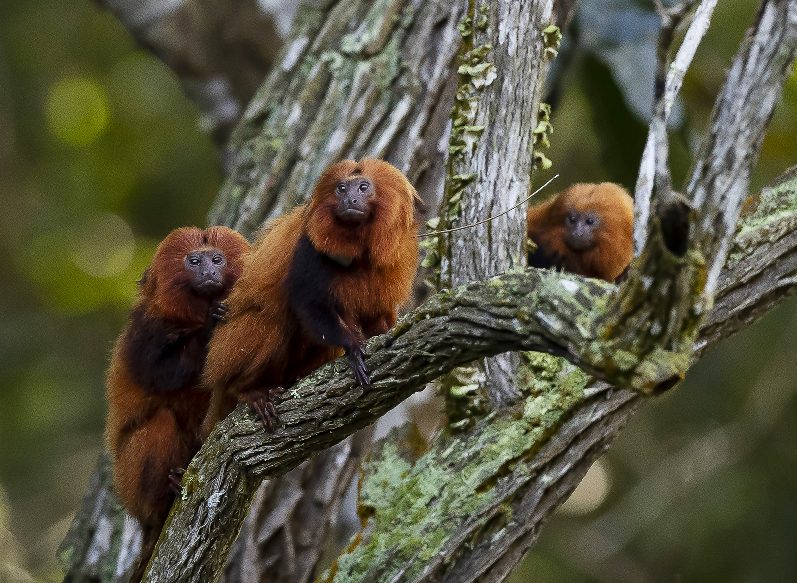 Saving Brazil's golden monkey, one green corridor at a time - The Boston  Globe