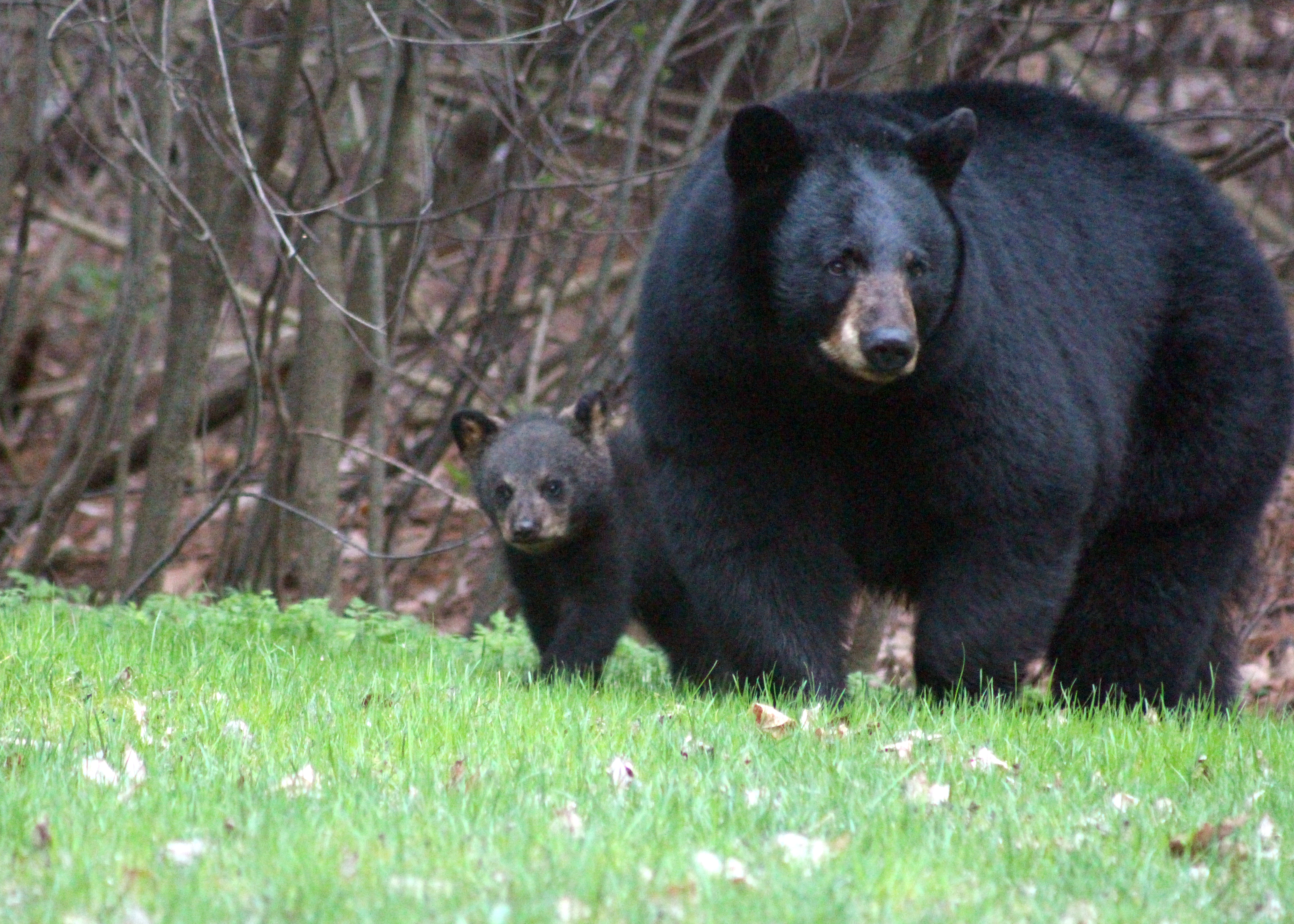 Mink, the N.H. bear whose perseverance drew national attention, is