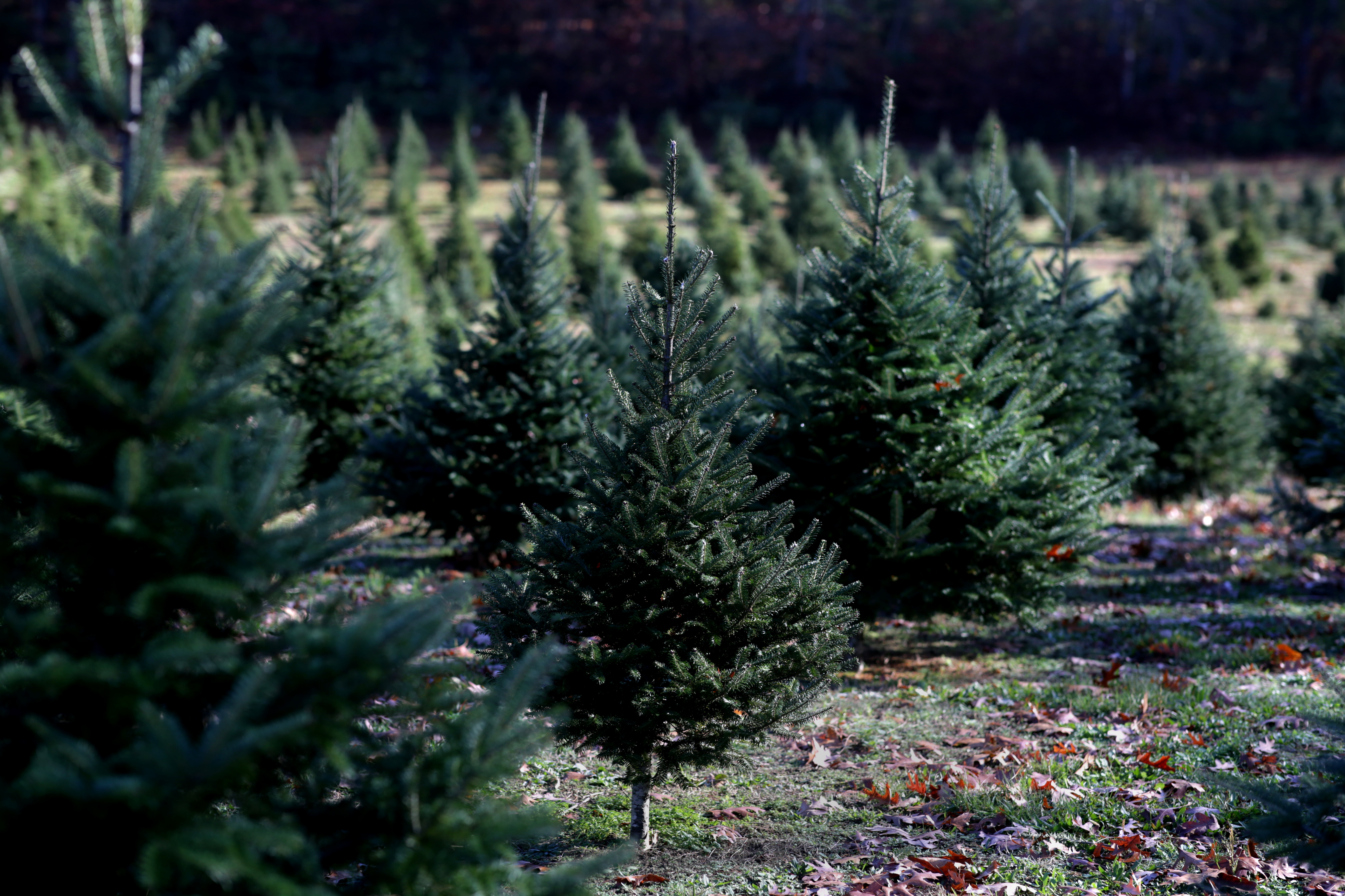 Rows of trees await customers at Tree-Berry Farm in Scituate.
