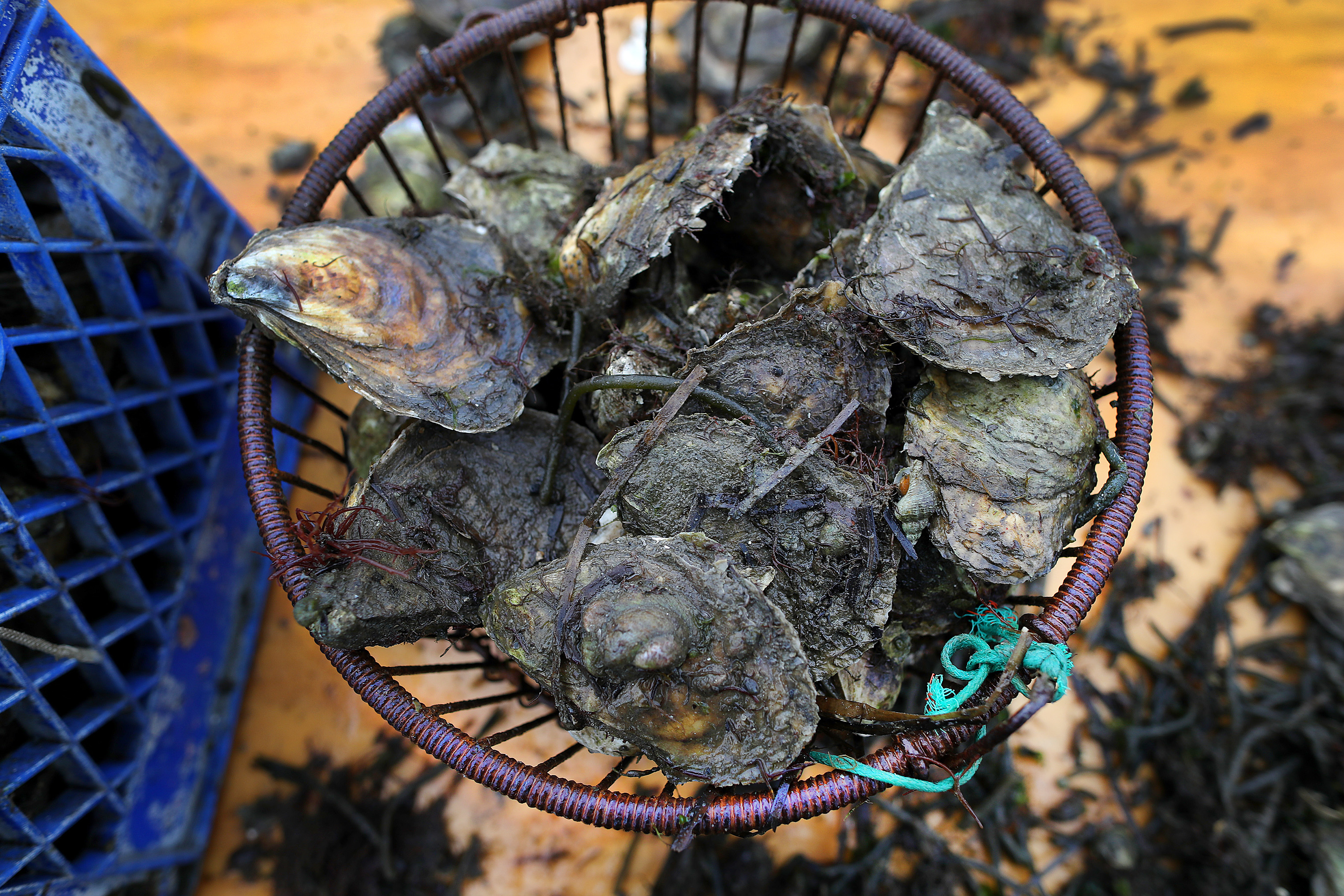 Oyster farmer Bruce Silverbrand filled a basket of oysters for market on his boat in Buttermilk Bay.