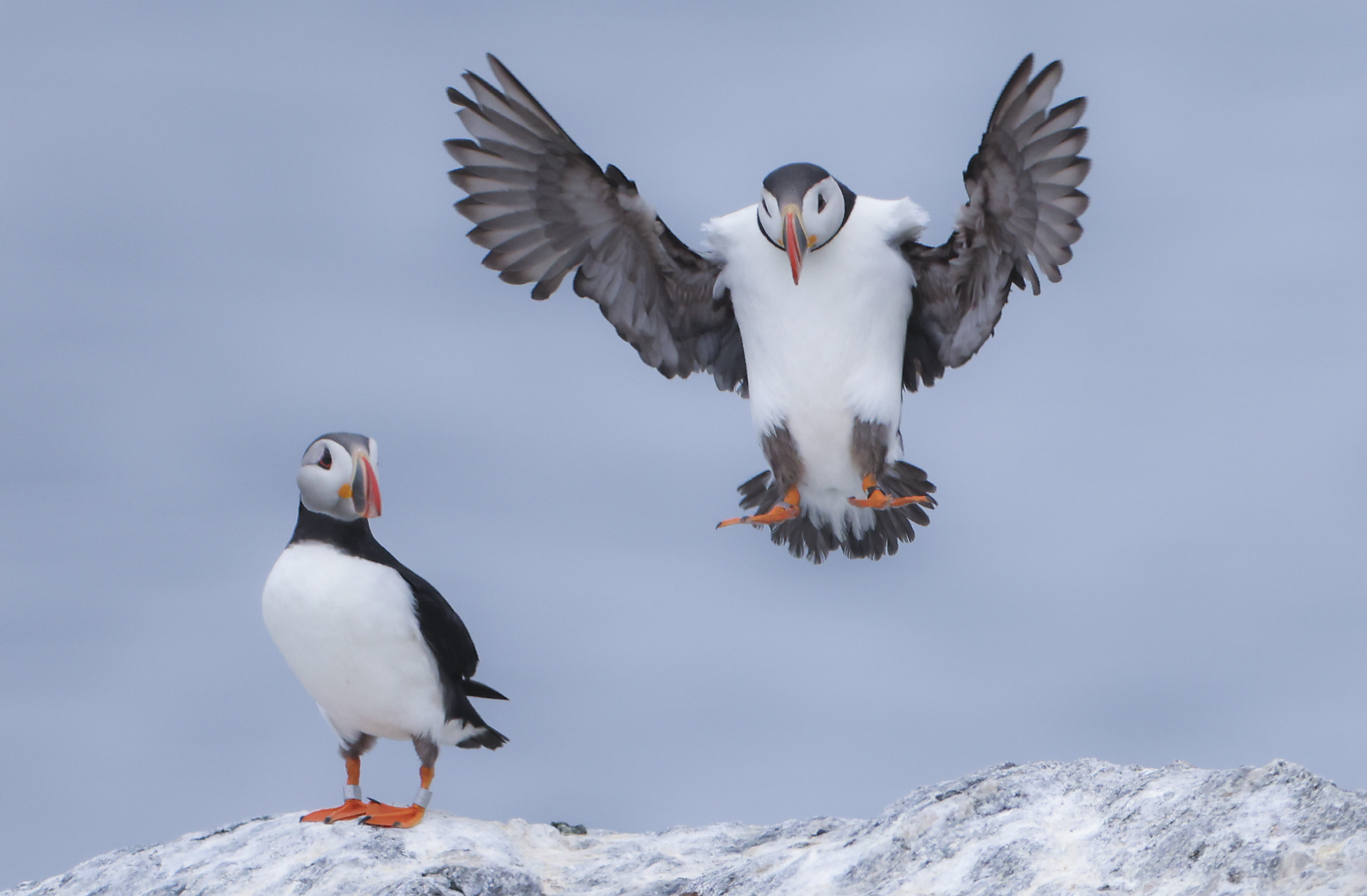 Puffins and Pufflings, and how the New England Seamounts Could