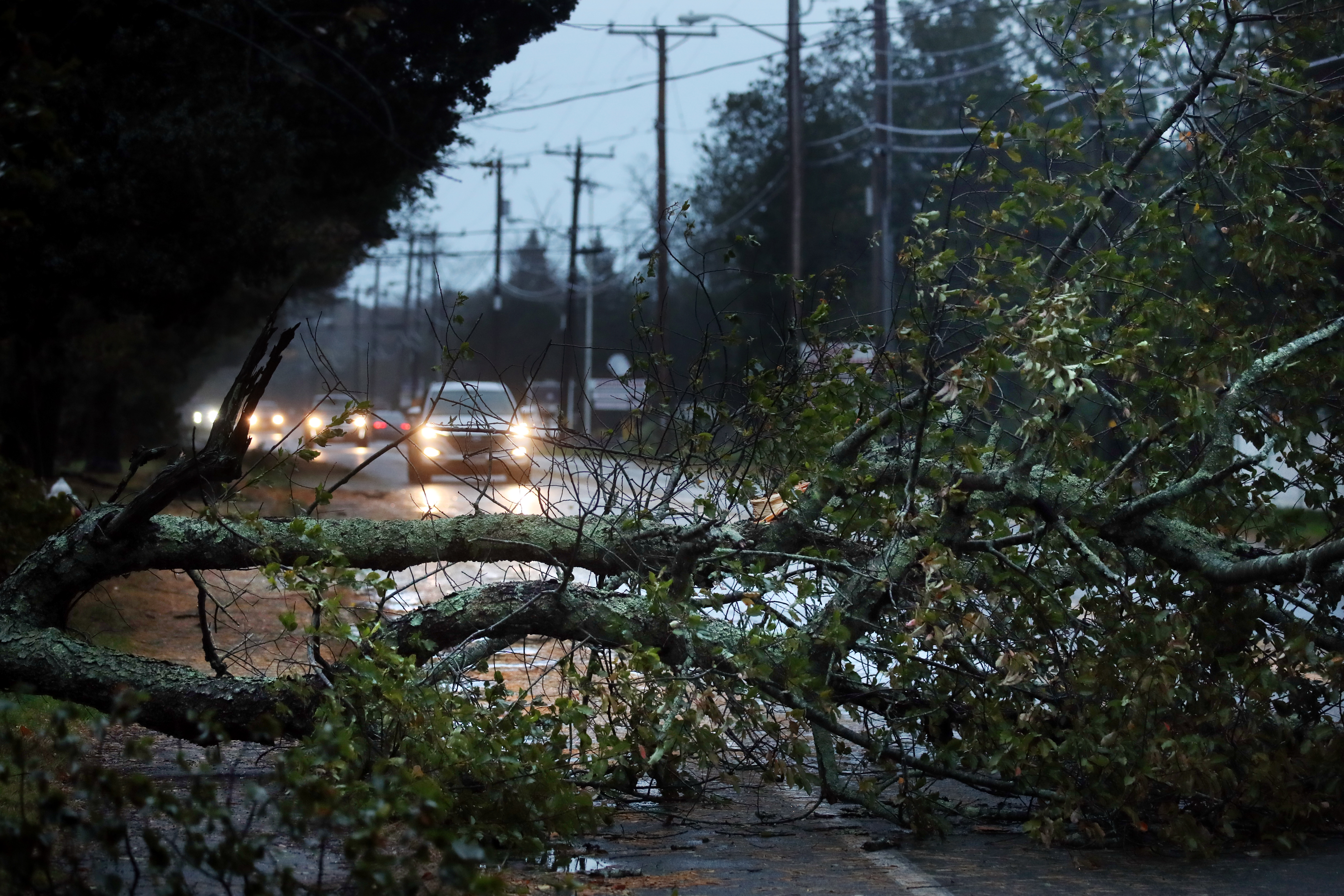 A downed tree rested on Ocean Street in Marshfield on Oct. 27, 2021.