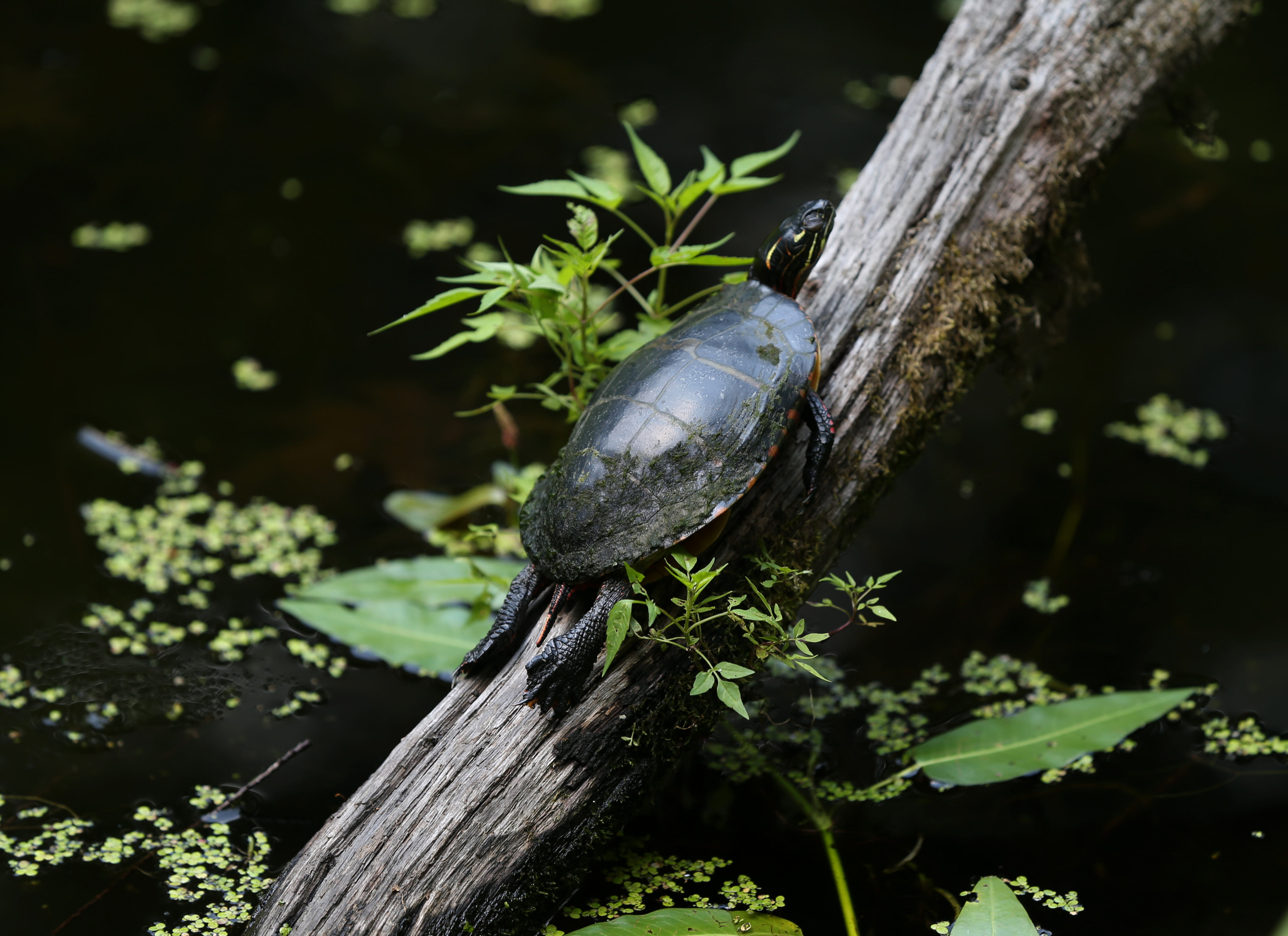 A turtle in the garden in the forest. 