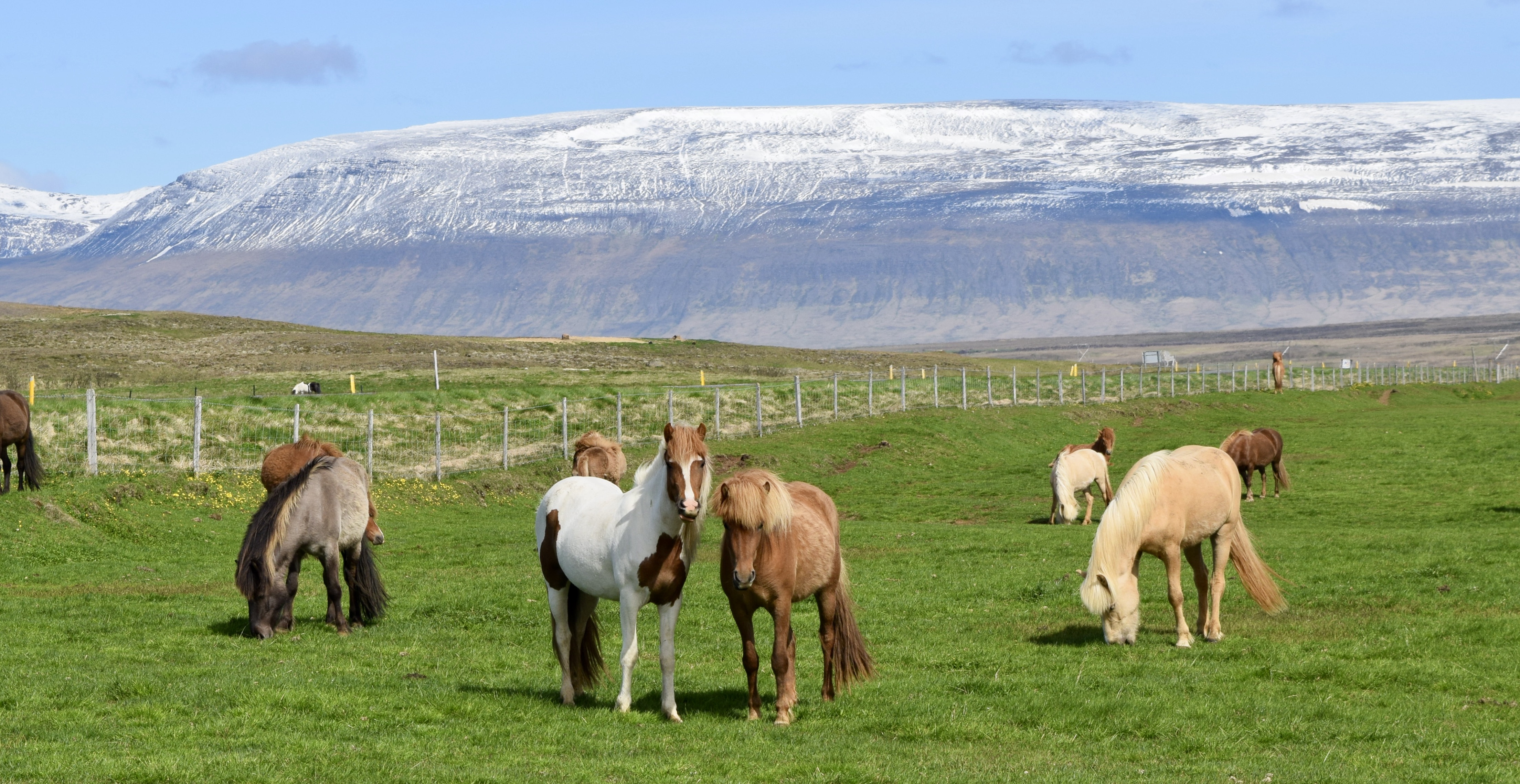 We stopped along the way to see horses grazing.