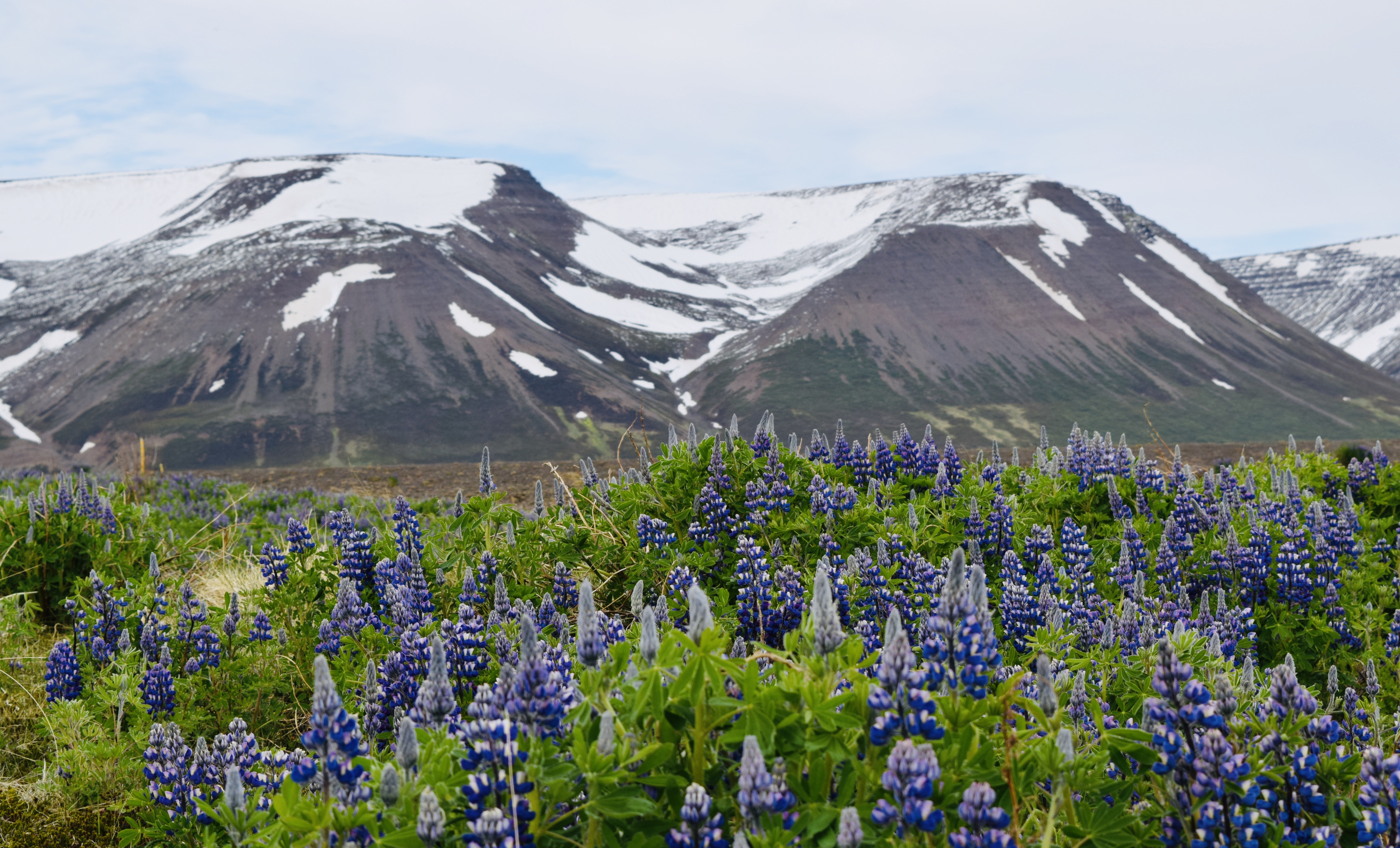 Blue lupine grows all over northern Iceland.