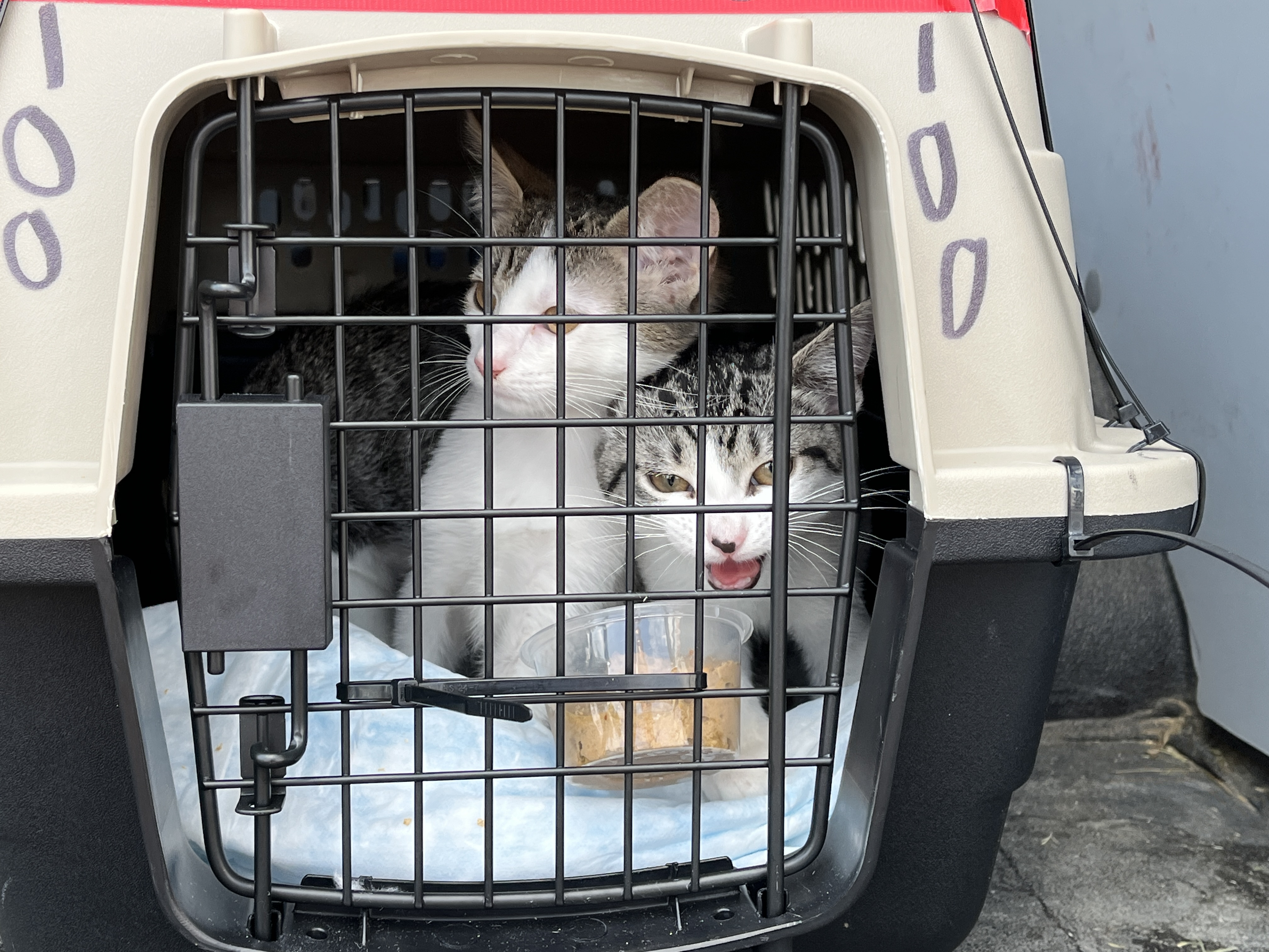 150 cats flown to New Bedford from Florida animal shelters - The Boston  Globe