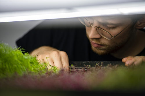 Oliver Homberg, cofounder of Boston Microgreens, said the company grows more than 100 varieties of the baby vegetable plants.