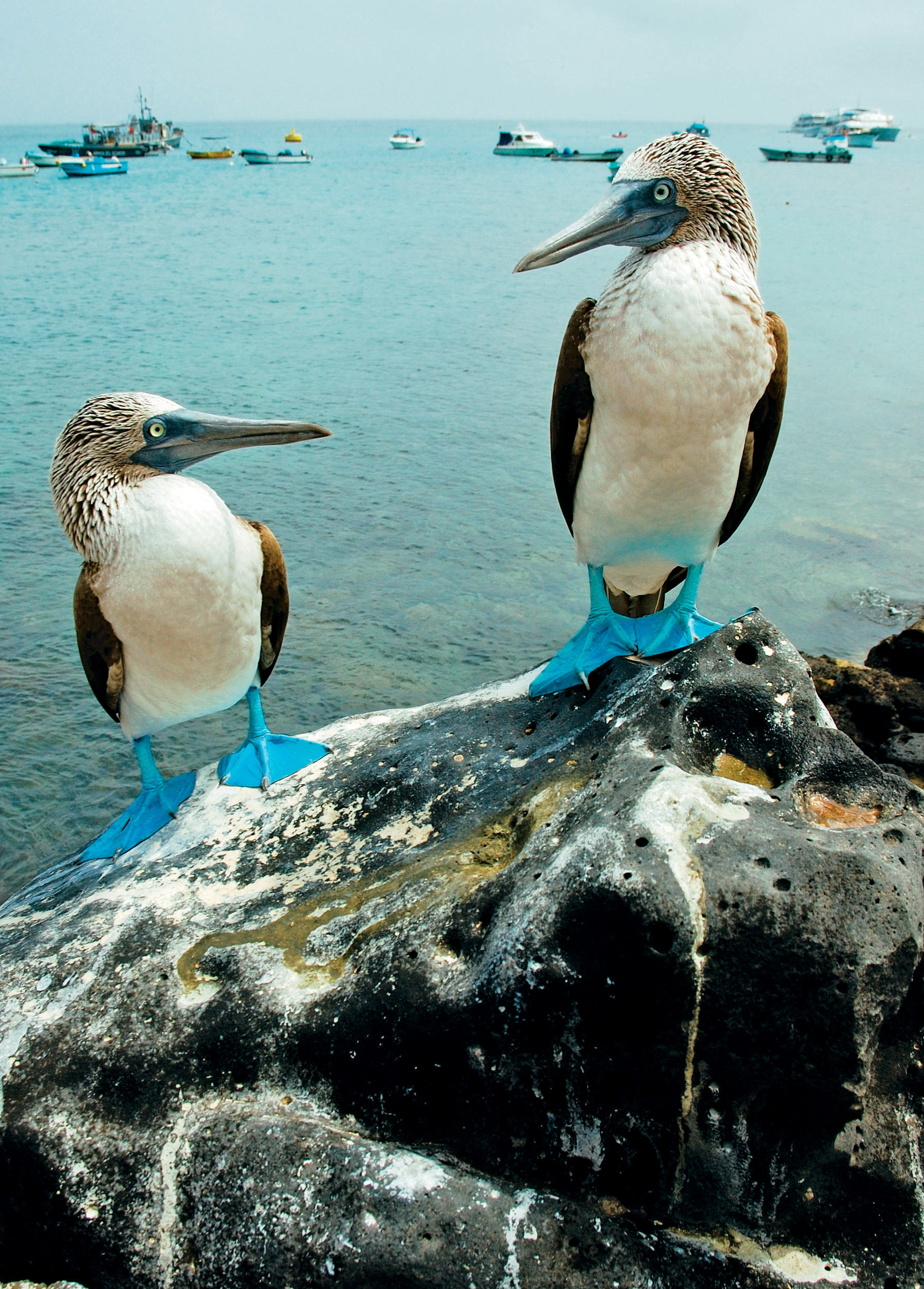 The Galapagos islands are a great destination for animal lovers who want to see wildlife from a distance. The viewing is truly spectacular.