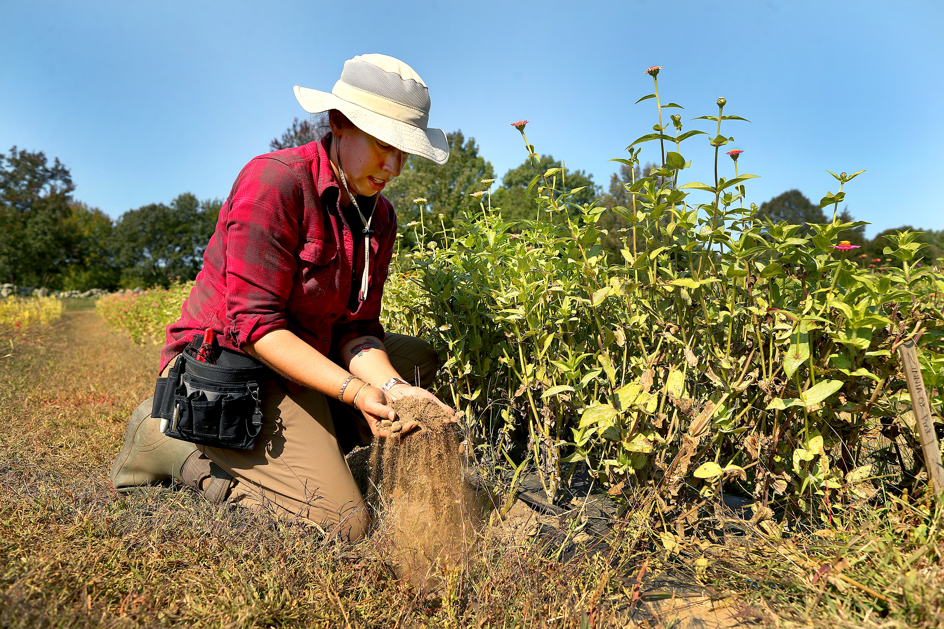 Rebecca McDonald, farm foreman at Cross Street Flower Farm, checked on just how dry the soil is where a row of zinnias are growing. The farm has two wells that supply the water for drip irrigation to a variety of flower beds. "The flowers were struggling." Mcdonald said.