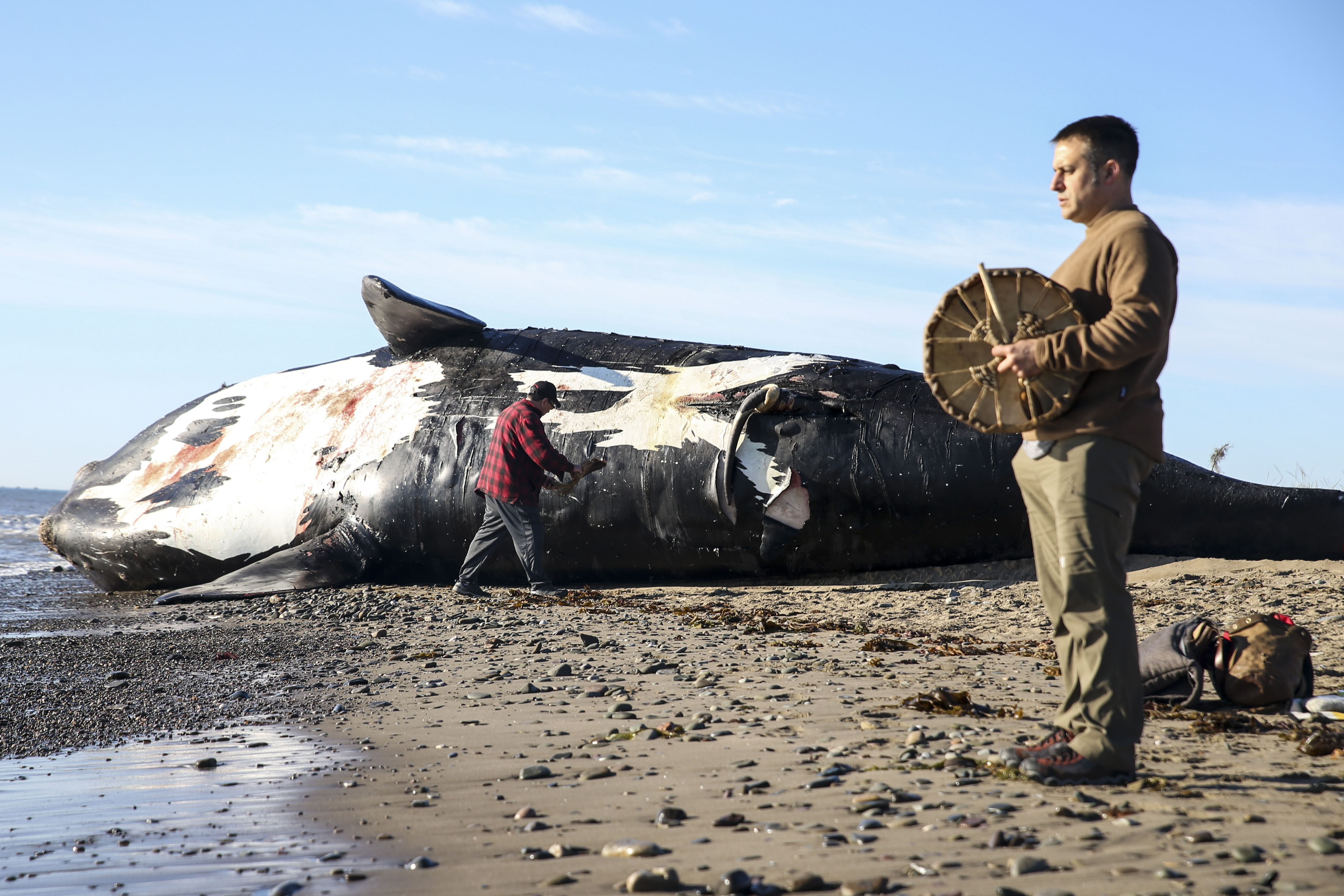 Patrick Goguen (right) an Acadian from Moncton, New Brunswick, Canada, beat on a drum while Noel Milliea, an elder from Elsipogtog First Nation, performed a ceremony on the dead right whale to honor the animal’s spirit.