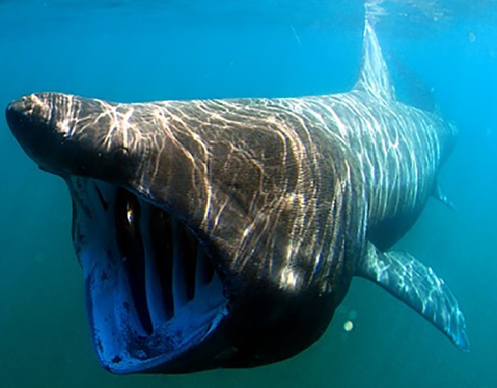 A nearly 3,000-pound 'giant' shark was tagged by a Cape Cod researcher: 'We  hit the lottery