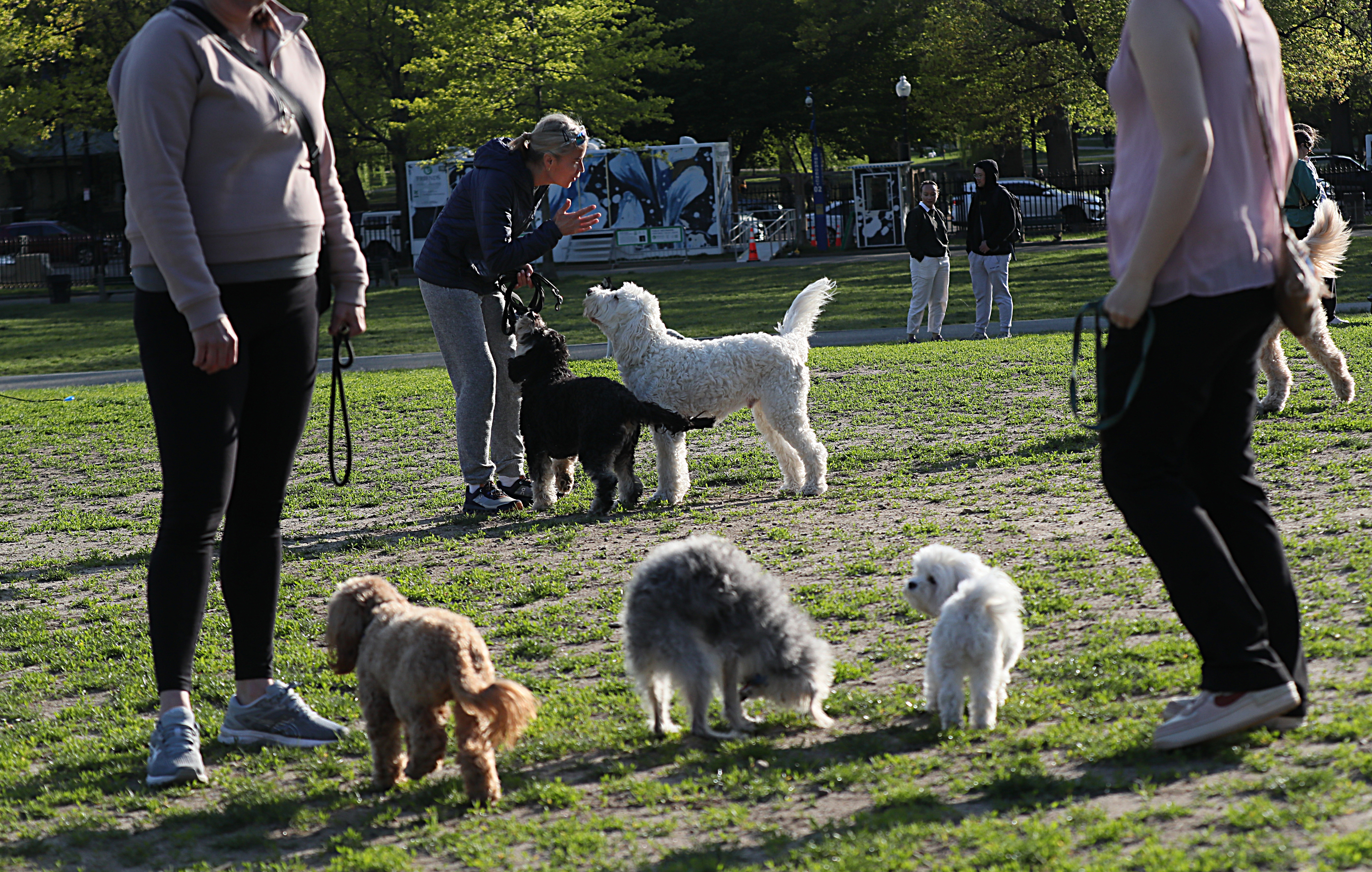 Where to have fun with your dog around Boston - The Boston Globe