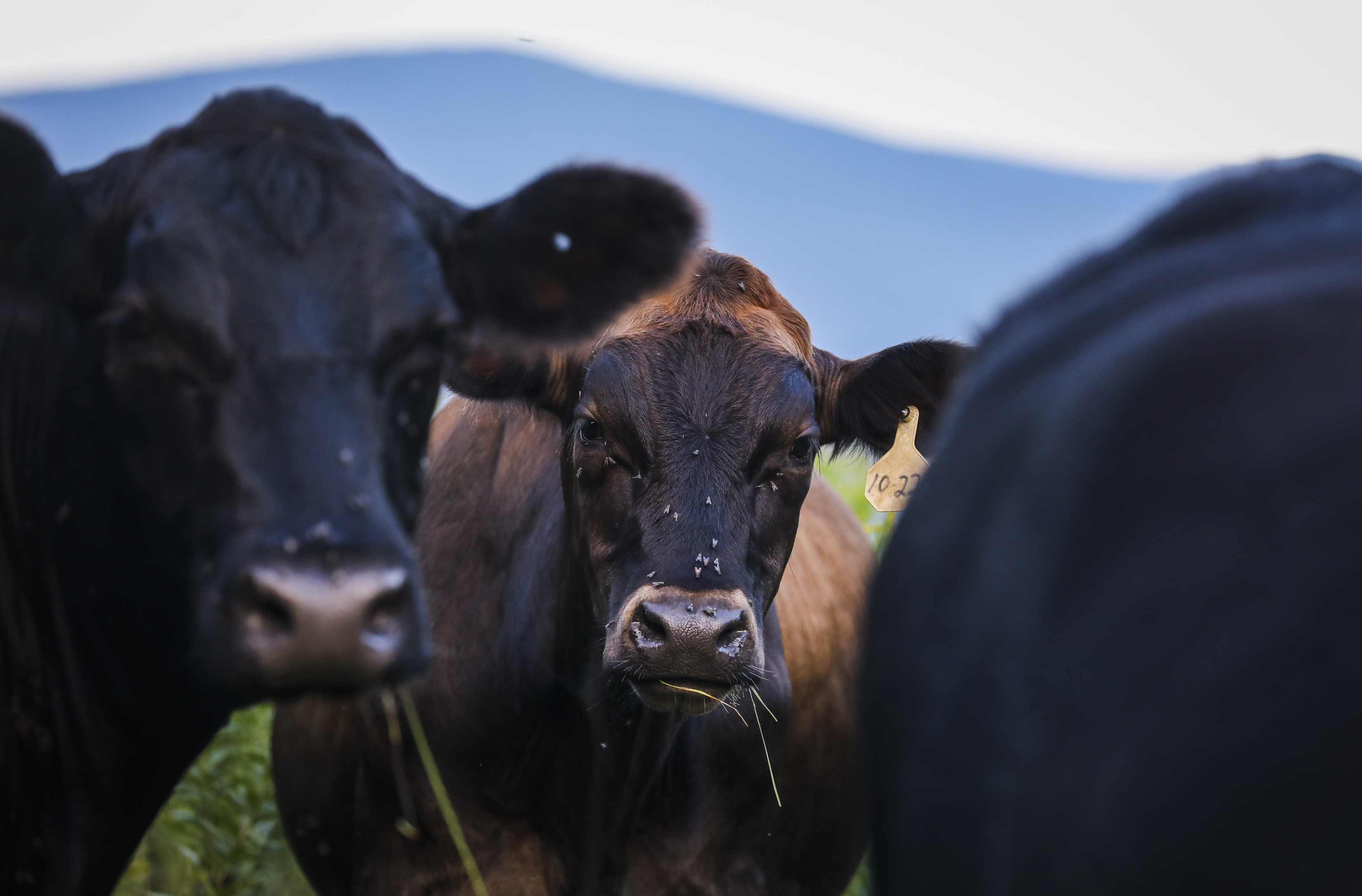 Cattle graze in Sweet Brook Farm’s pastures in Williamstown.